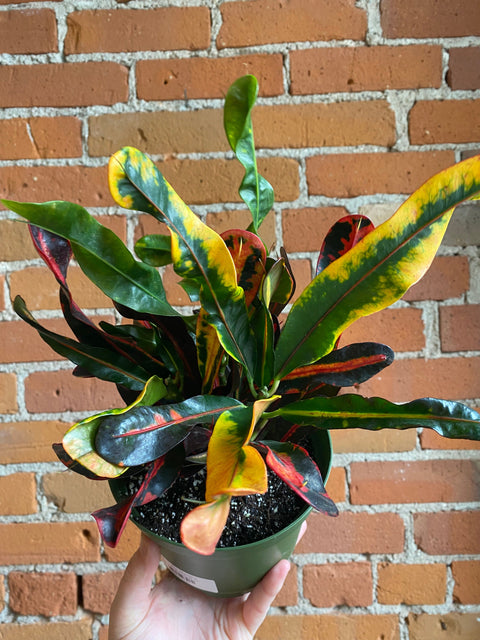 Plant Goals Plant Shop 6" Croton Mammy