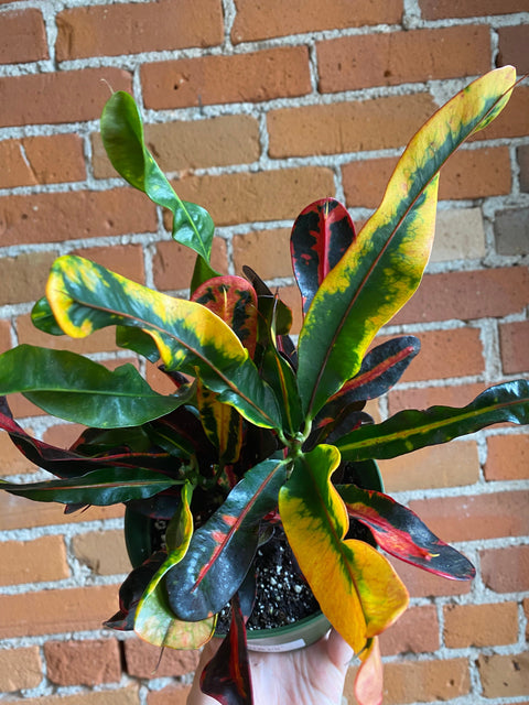 Plant Goals Plant Shop 6" Croton Mammy