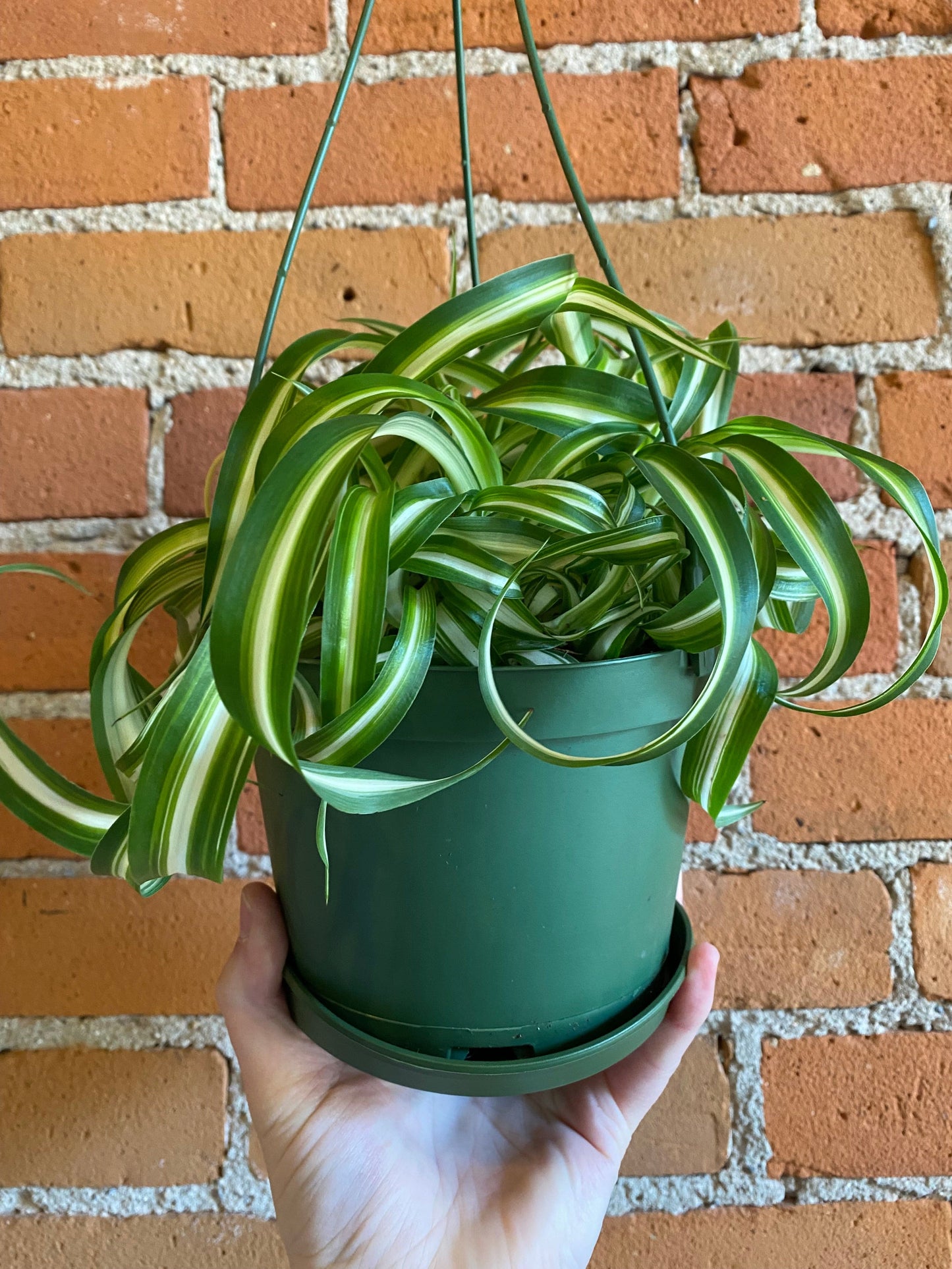 Plant Goals Plant Shop 6" Curly Bonnie Spider Plant Hanging Basket