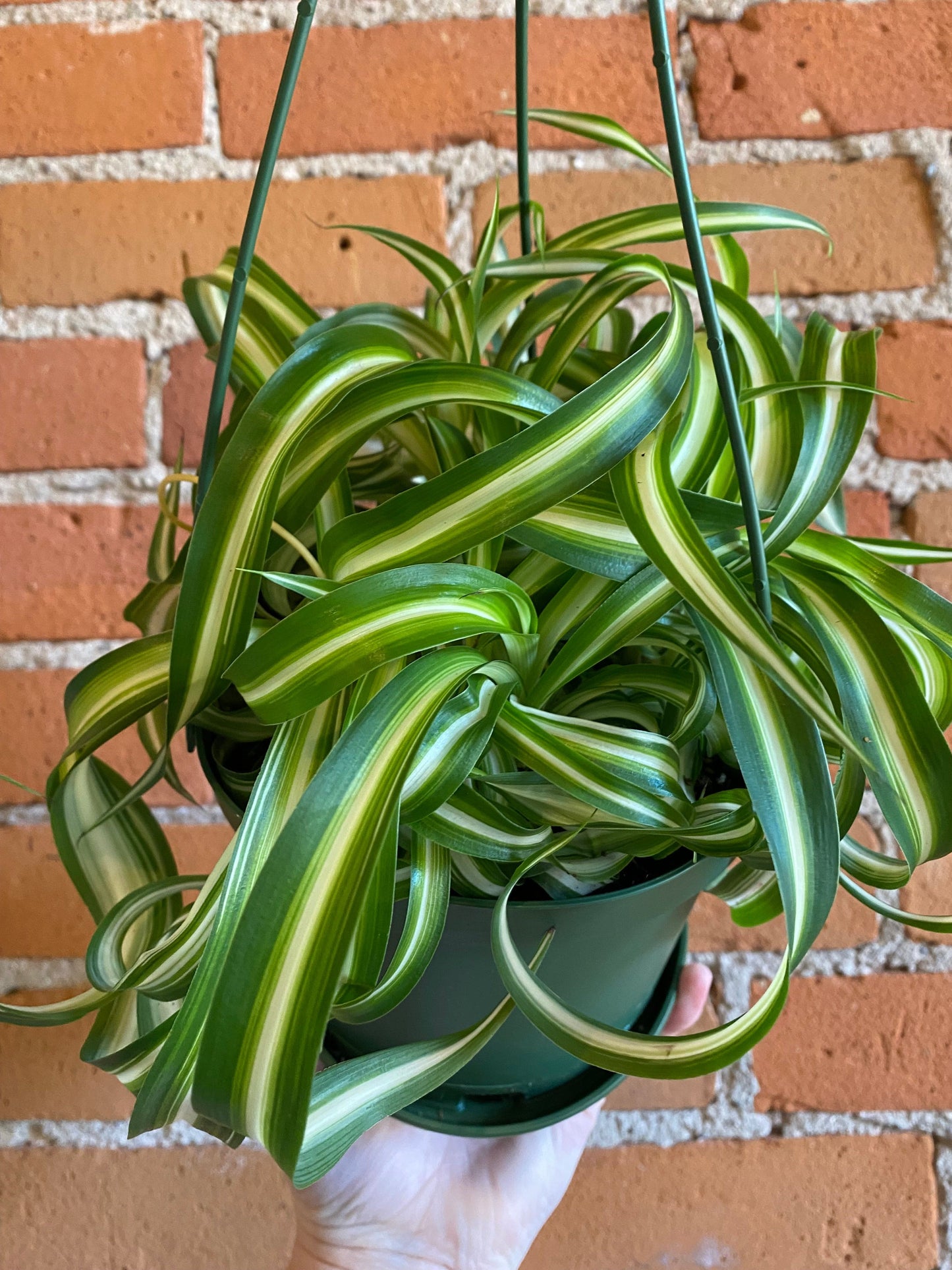 Plant Goals Plant Shop 6" Curly Bonnie Spider Plant Hanging Basket