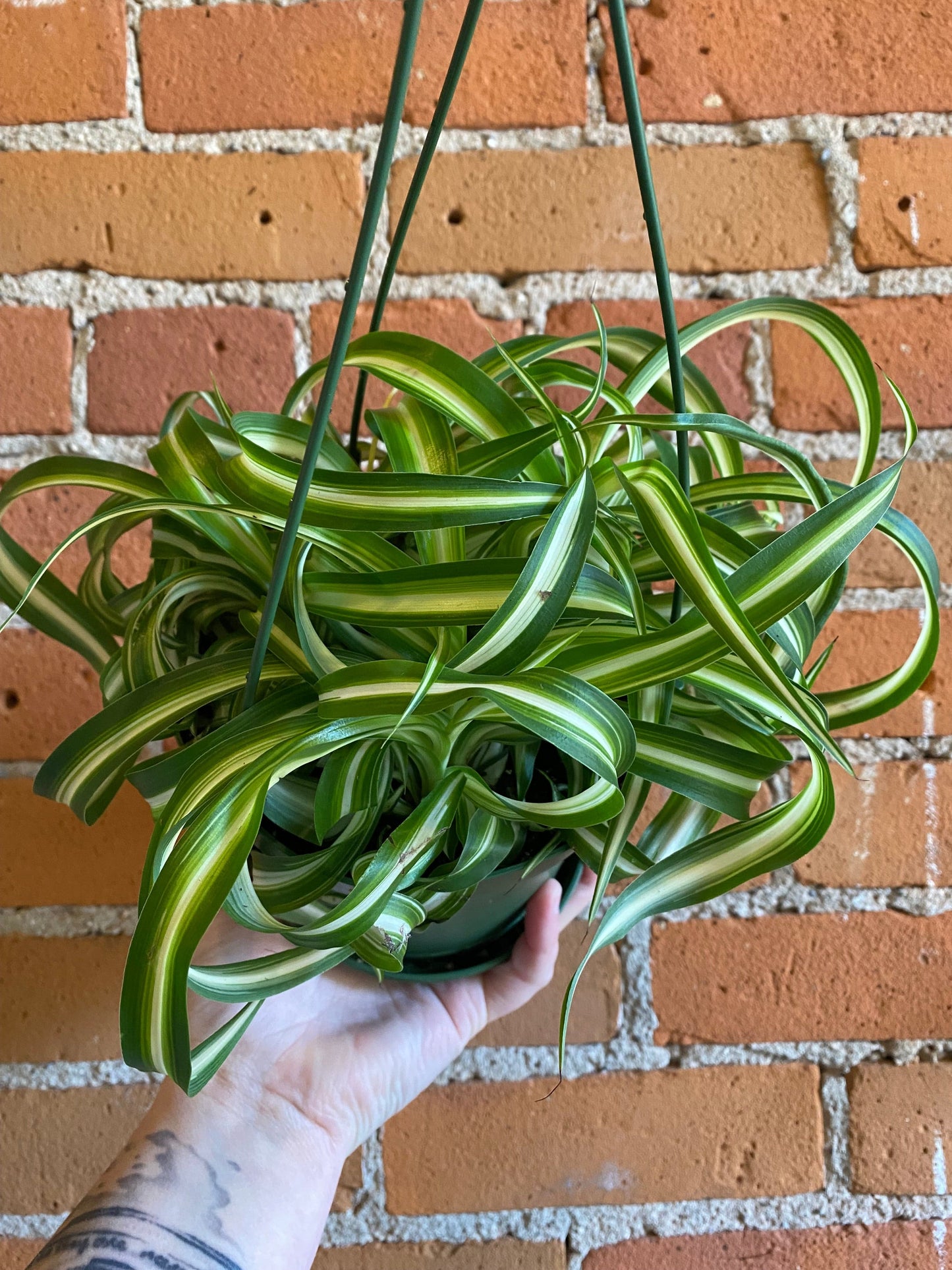 Plant Goals Plant Shop 6" Curly Bonnie Spider Plant Hanging Basket
