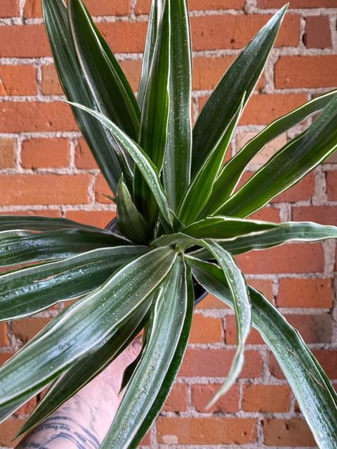 Plant Goals Plant Shop 6" Dracaena Warneckii