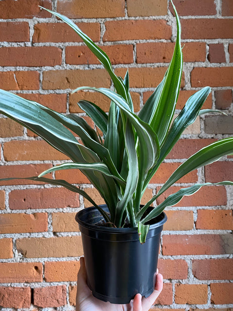 Plant Goals Plant Shop 6" Dracaena Warneckii