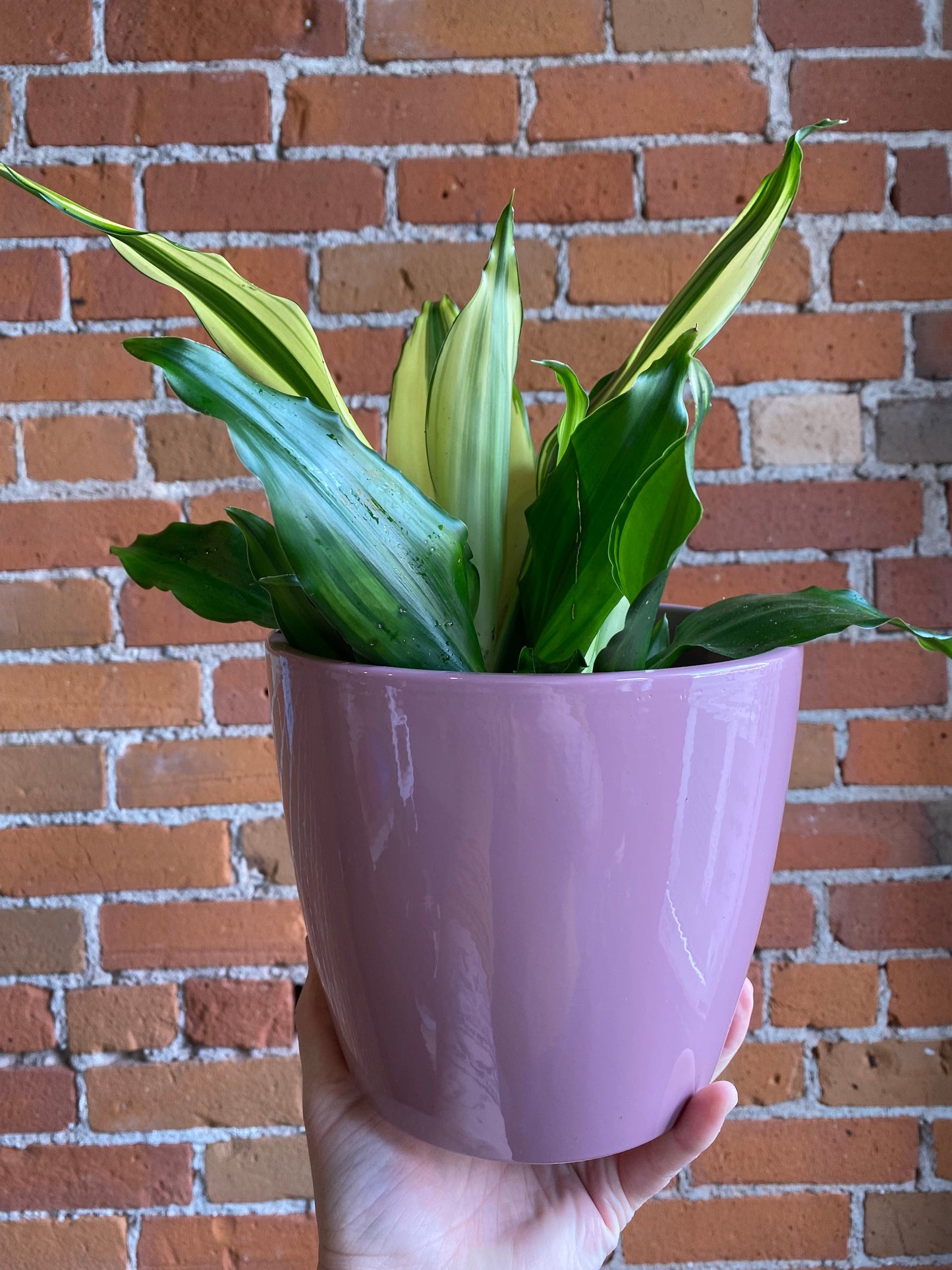 Plant Goals Plant Shop 6" Dracaena White Variegated