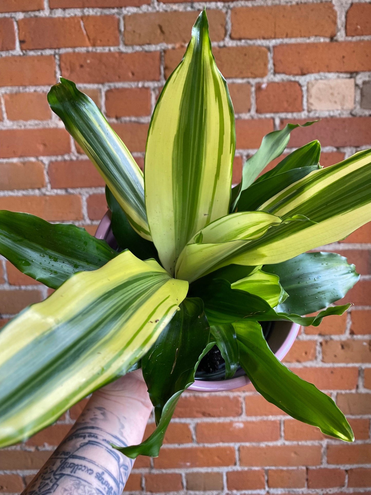 Plant Goals Plant Shop 6" Dracaena White Variegated
