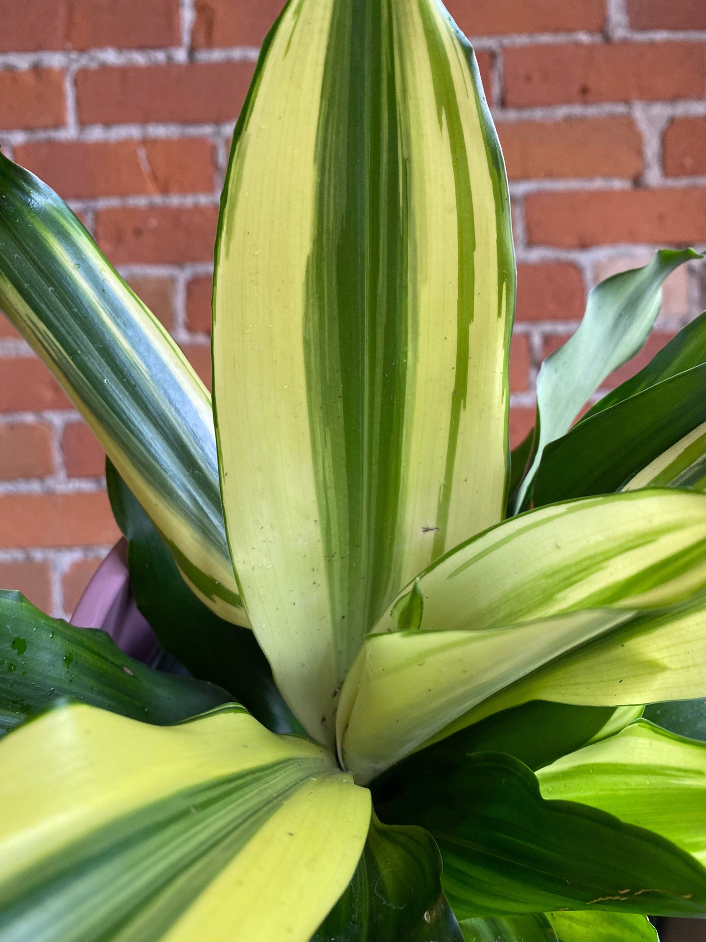 Plant Goals Plant Shop 6" Dracaena White Variegated