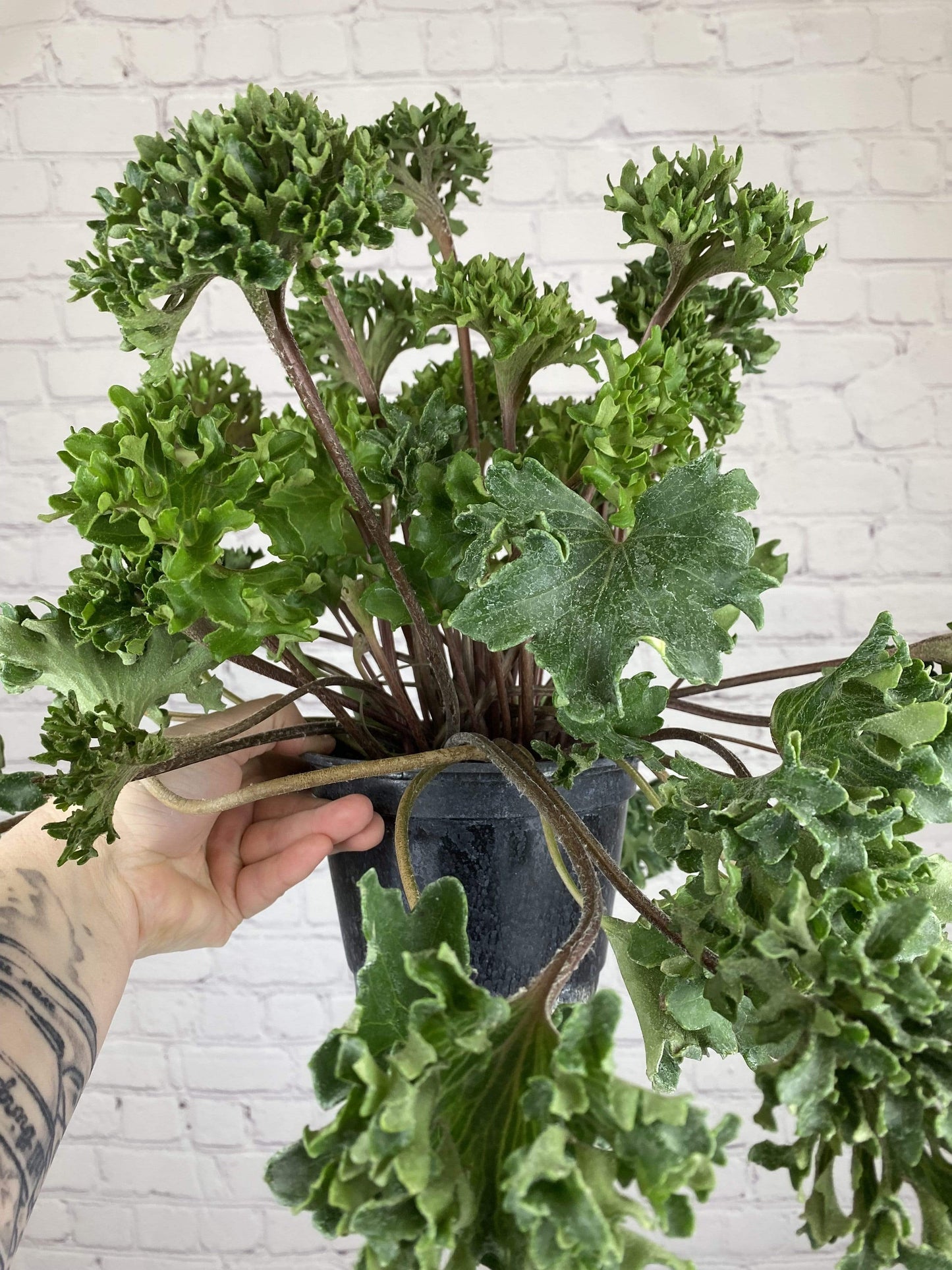 Plant Goals Plant Shop 6" Farfugium Japonicum Shishi Botan