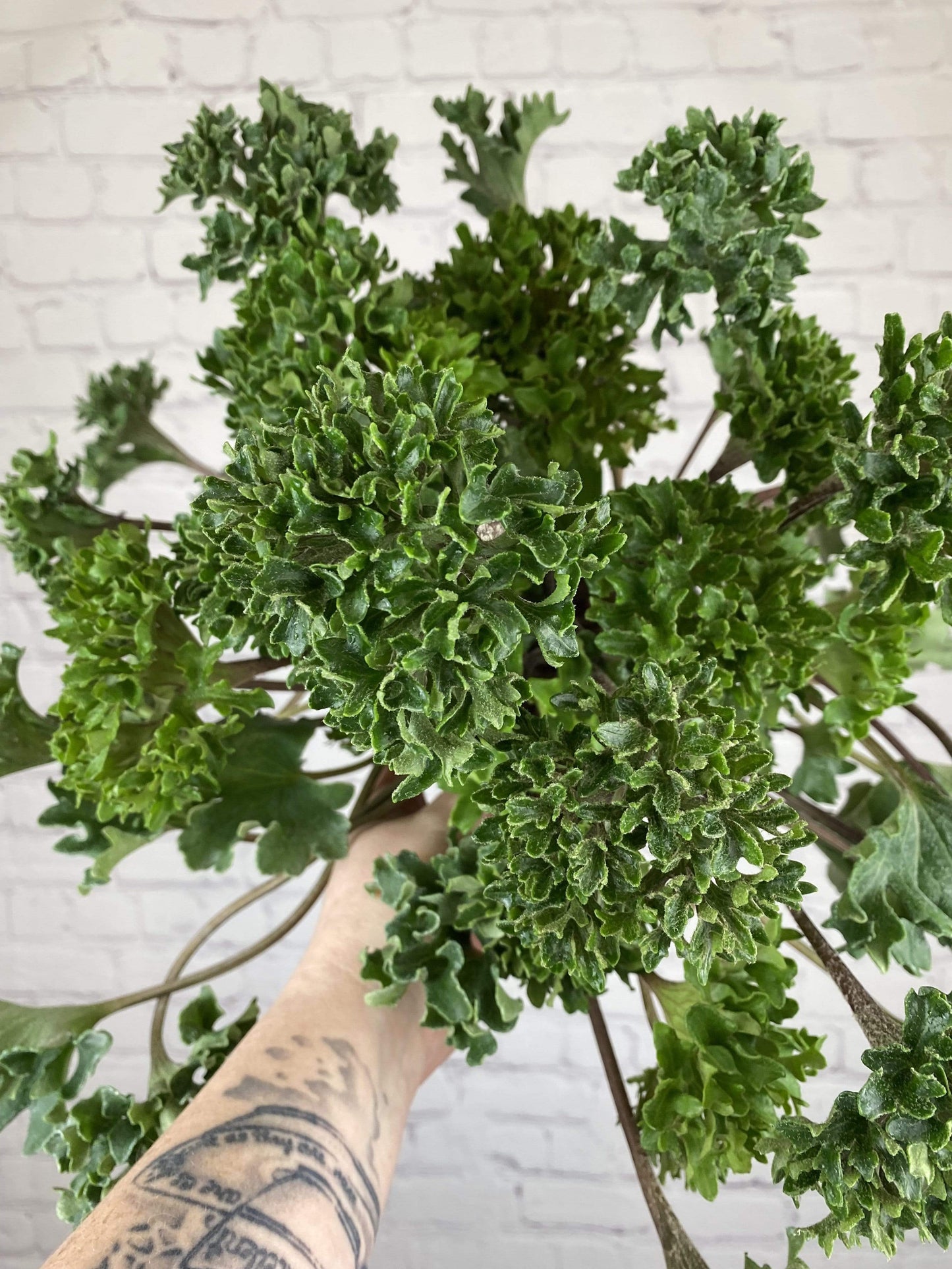 Plant Goals Plant Shop 6" Farfugium Japonicum Shishi Botan