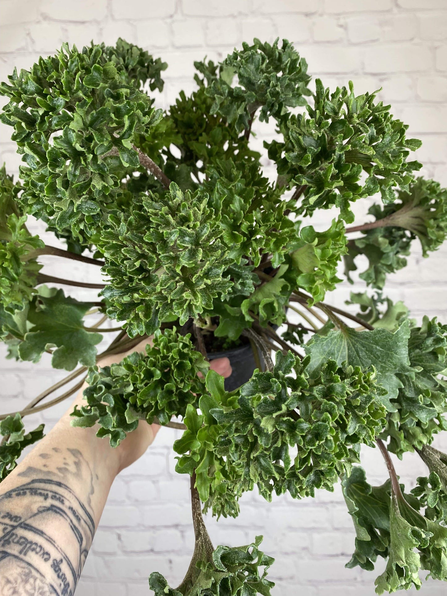Plant Goals Plant Shop 6" Farfugium Japonicum Shishi Botan