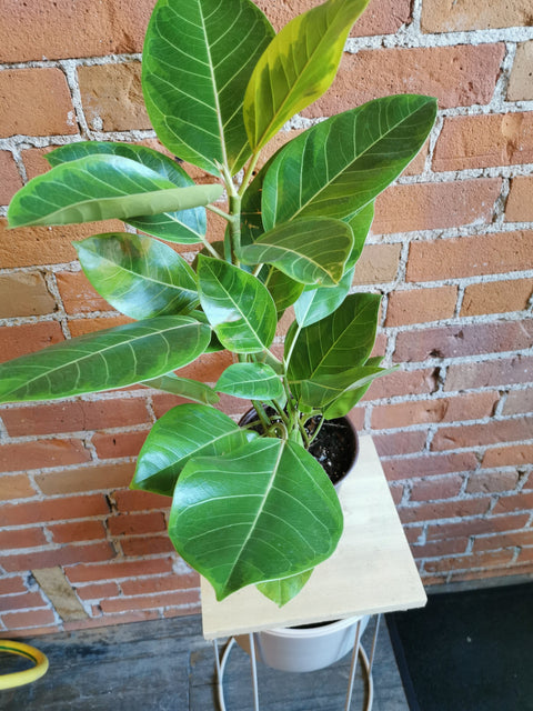 Plant Goals Plant Shop 6" Ficus Altissima Yellow Gem