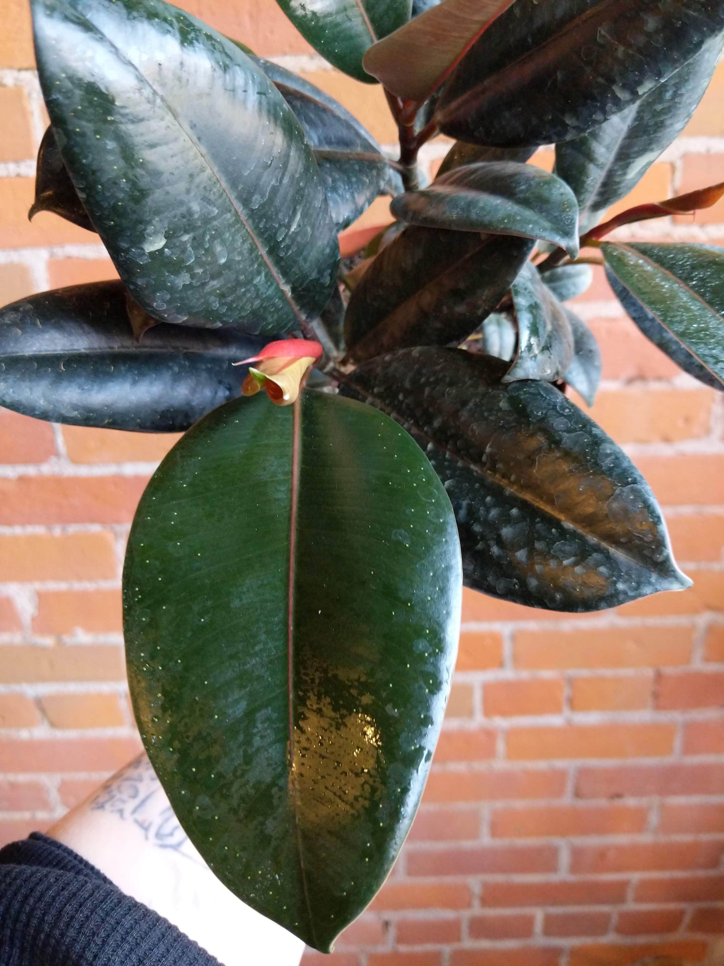 Plant Goals Plant Shop 6" Ficus Elastica Burgundy