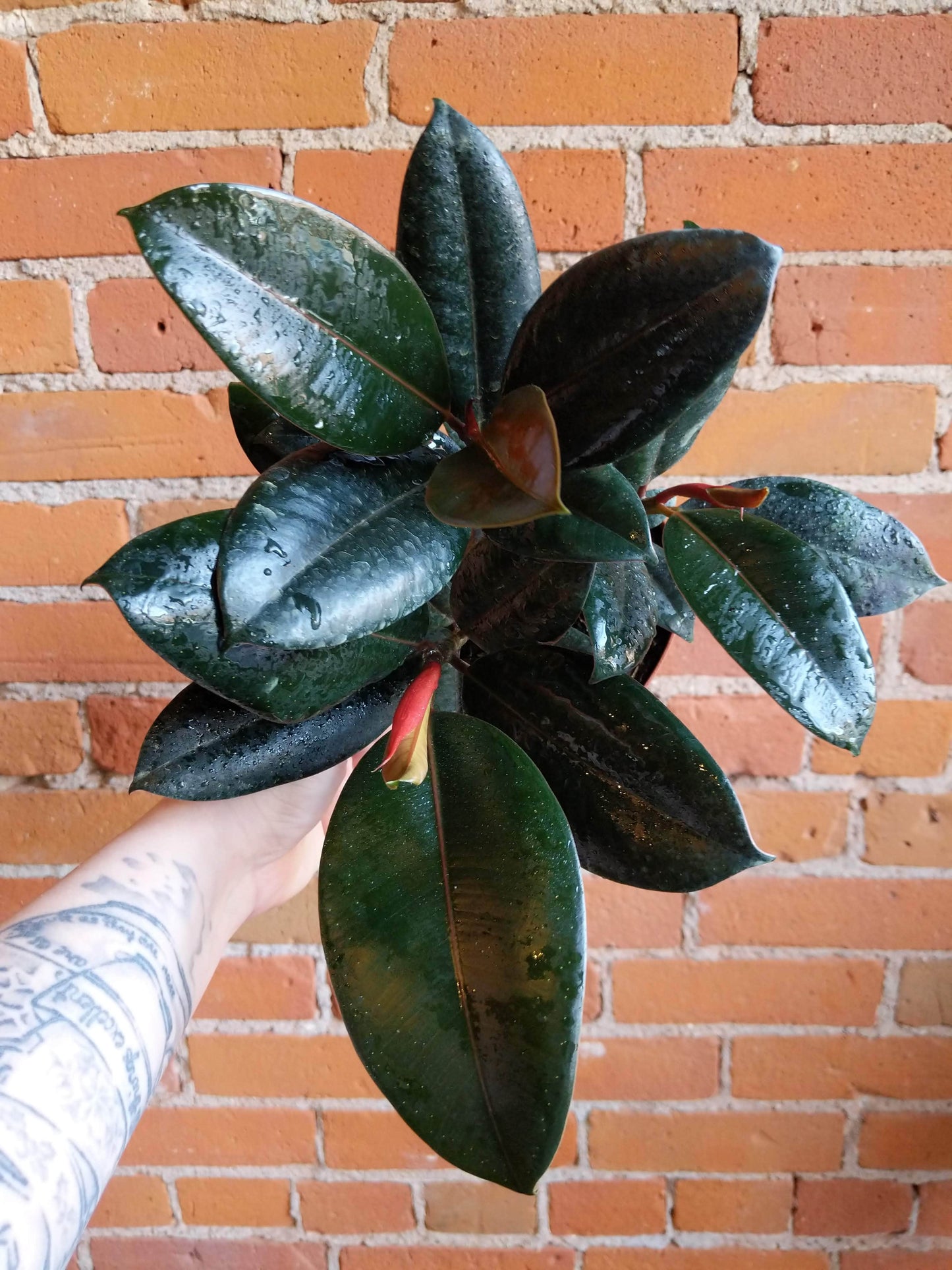 Plant Goals Plant Shop 6" Ficus Elastica Burgundy