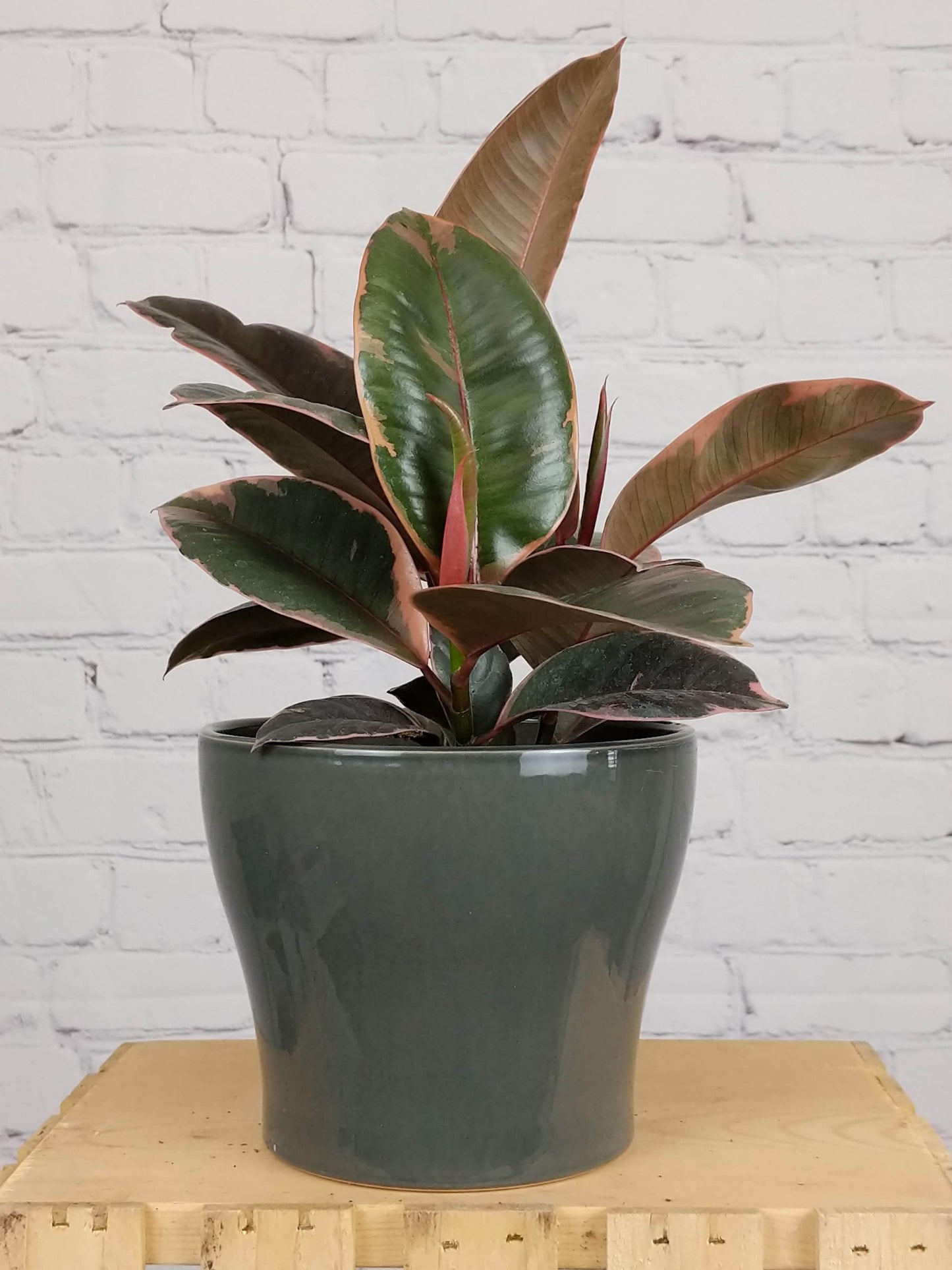 Plant Goals Plant Shop 6" Ficus Elastica Ruby