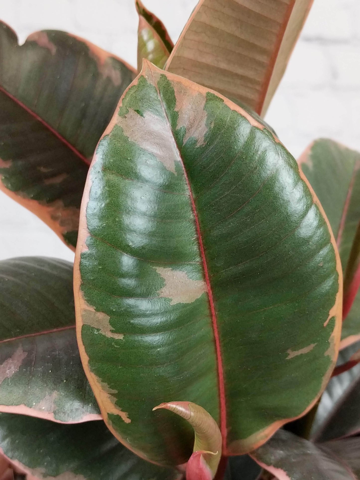 Plant Goals Plant Shop 6" Ficus Elastica Ruby