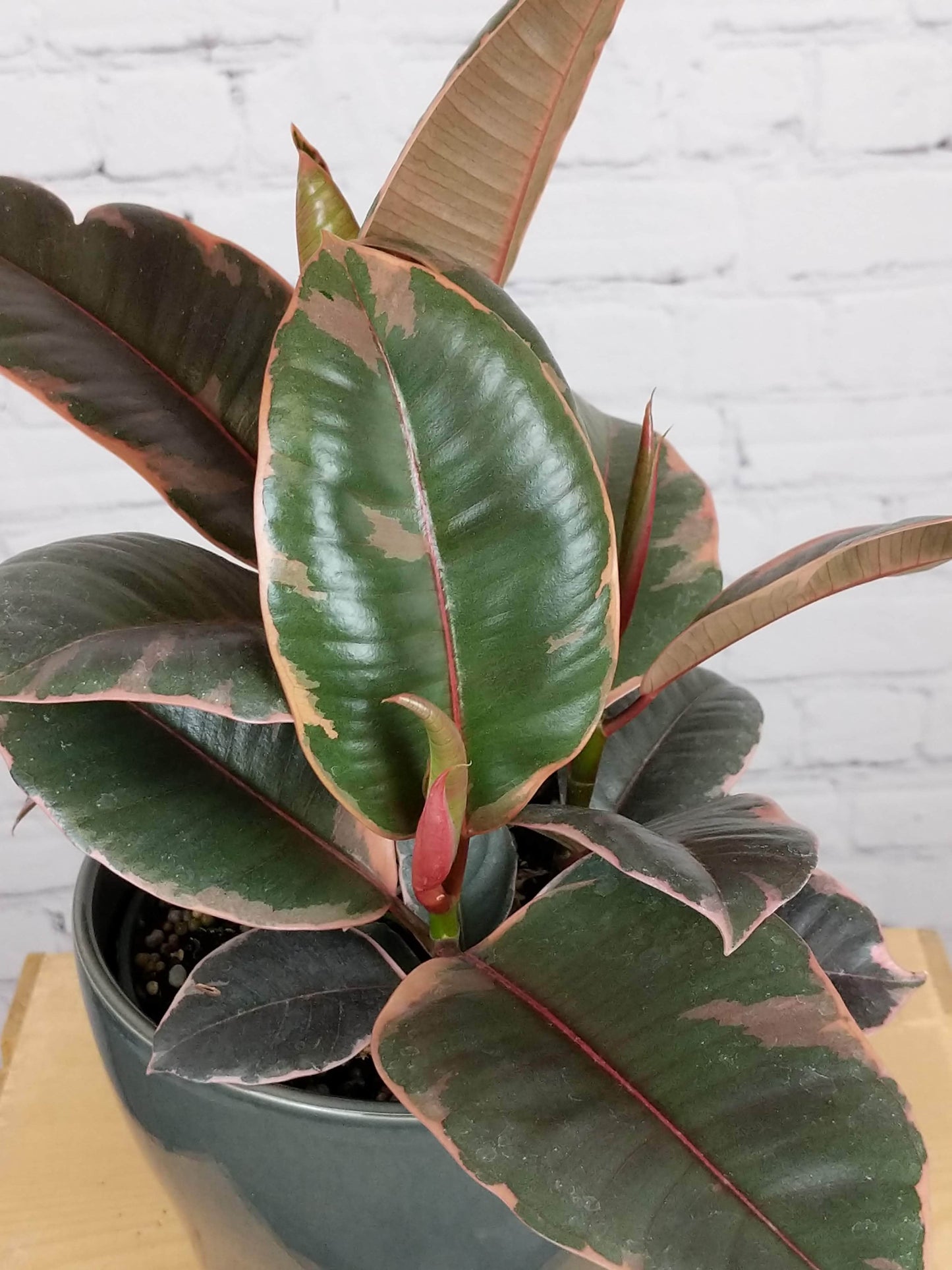Plant Goals Plant Shop 6" Ficus Elastica Ruby