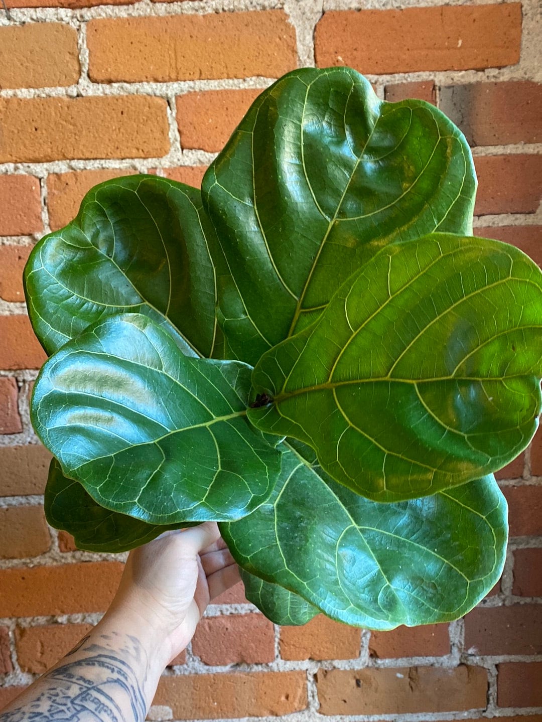 Plant Goals Plant Shop 6" Ficus Lyrata Bush