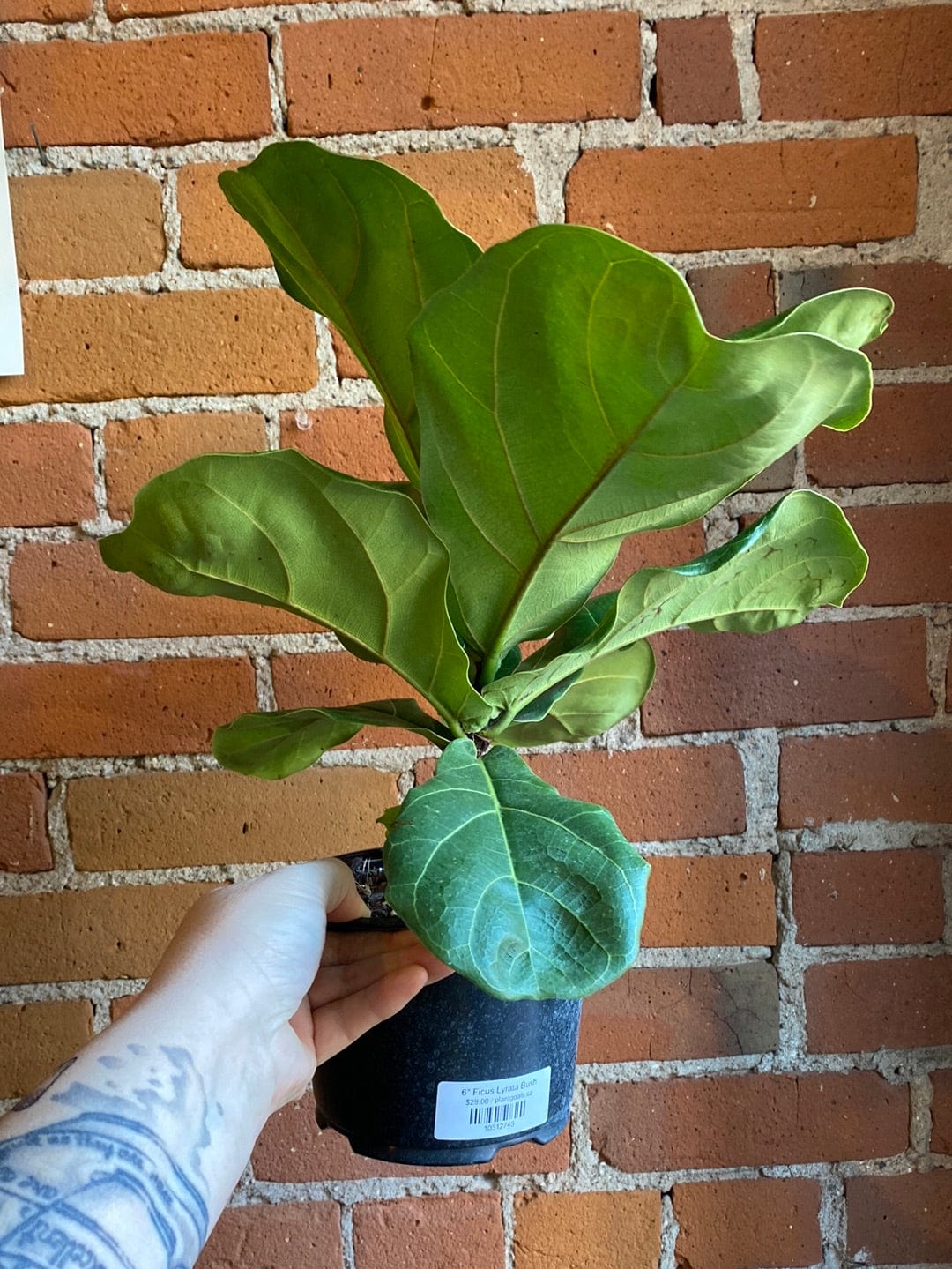 Plant Goals Plant Shop 6" Ficus Lyrata Bush
