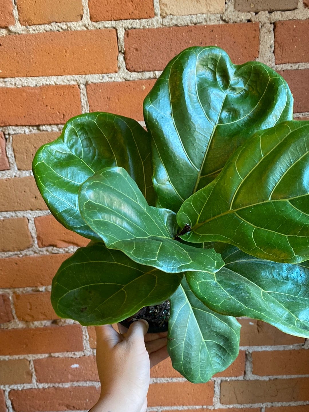 Plant Goals Plant Shop 6" Ficus Lyrata Bush