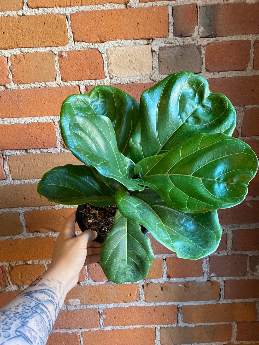 Plant Goals Plant Shop 6" Ficus Lyrata Bush