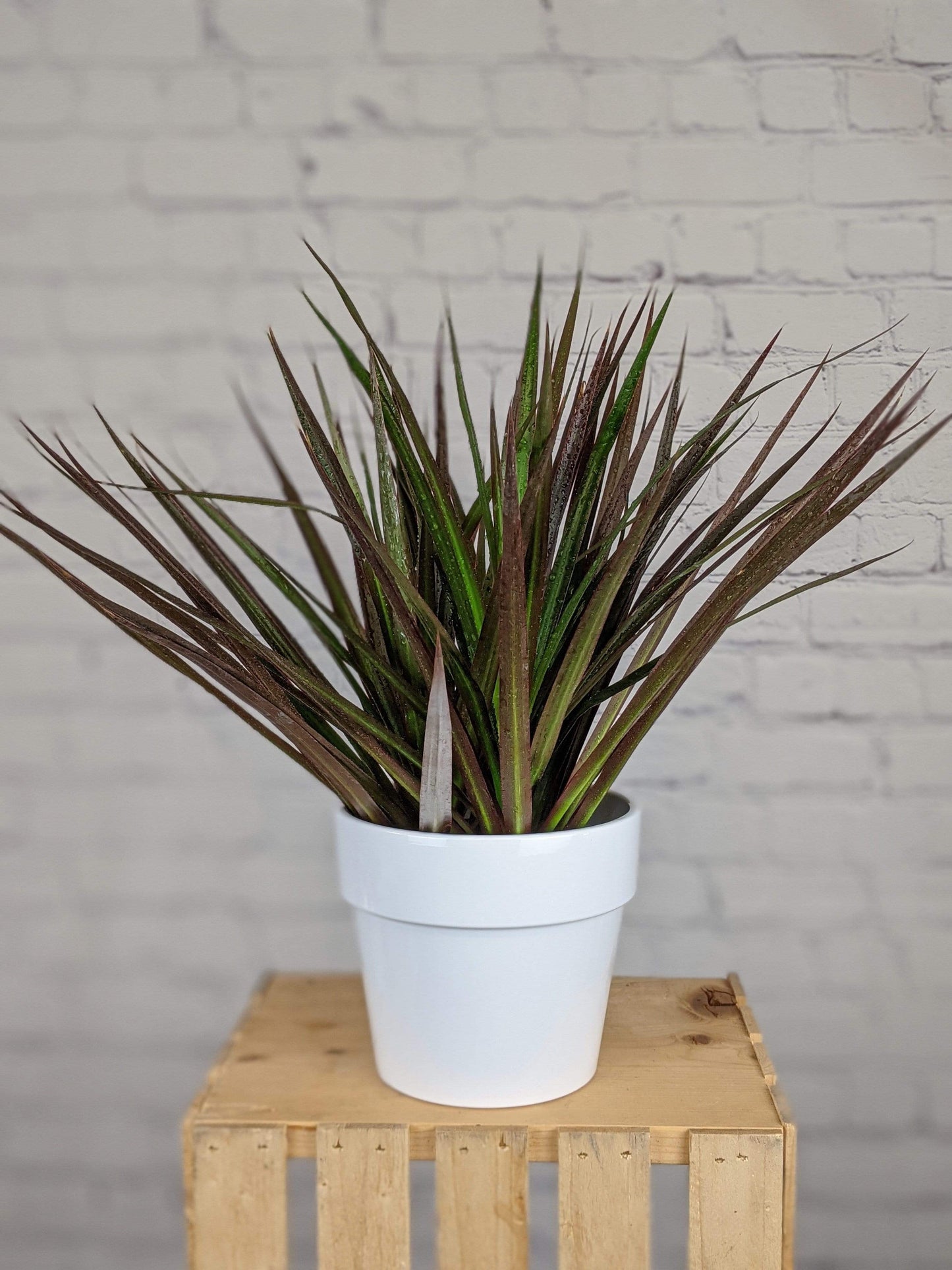 Plant Goals Plant Shop 6" Flower Pot Potcover | White