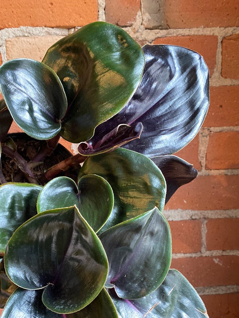 Plant Goals Plant Shop 6" Geogenanthus Ciliatus
