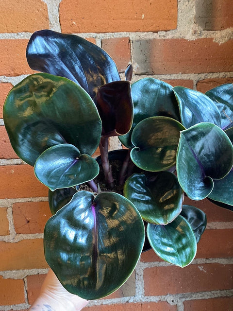 Plant Goals Plant Shop 6" Geogenanthus Ciliatus