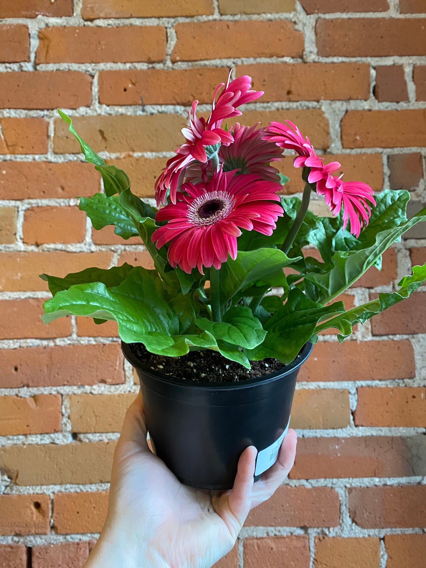 Plant Goals Plant Shop 6" Gerbera Daisy