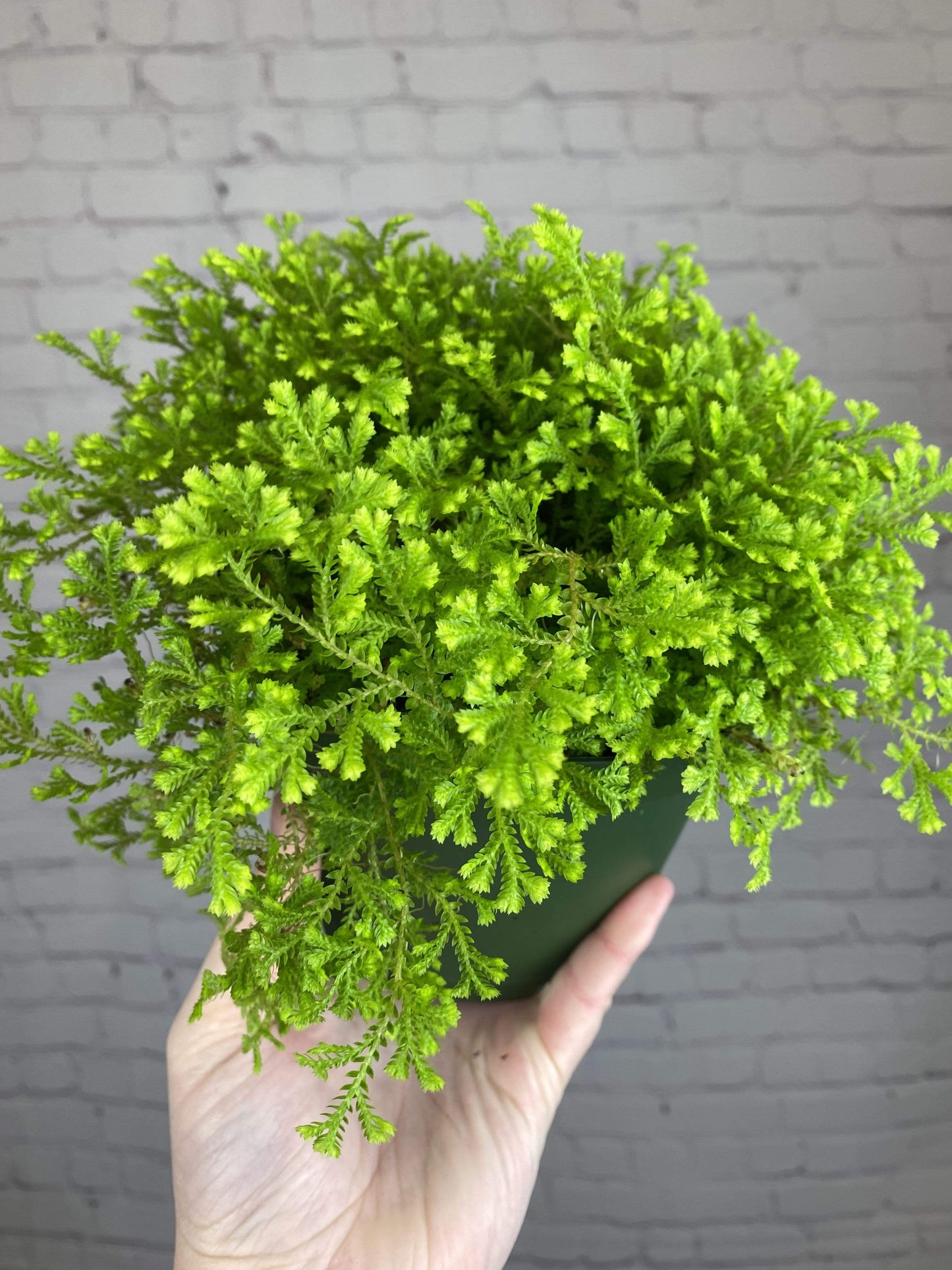 Plant Goals Plant Shop 6" Golden Moss Fern