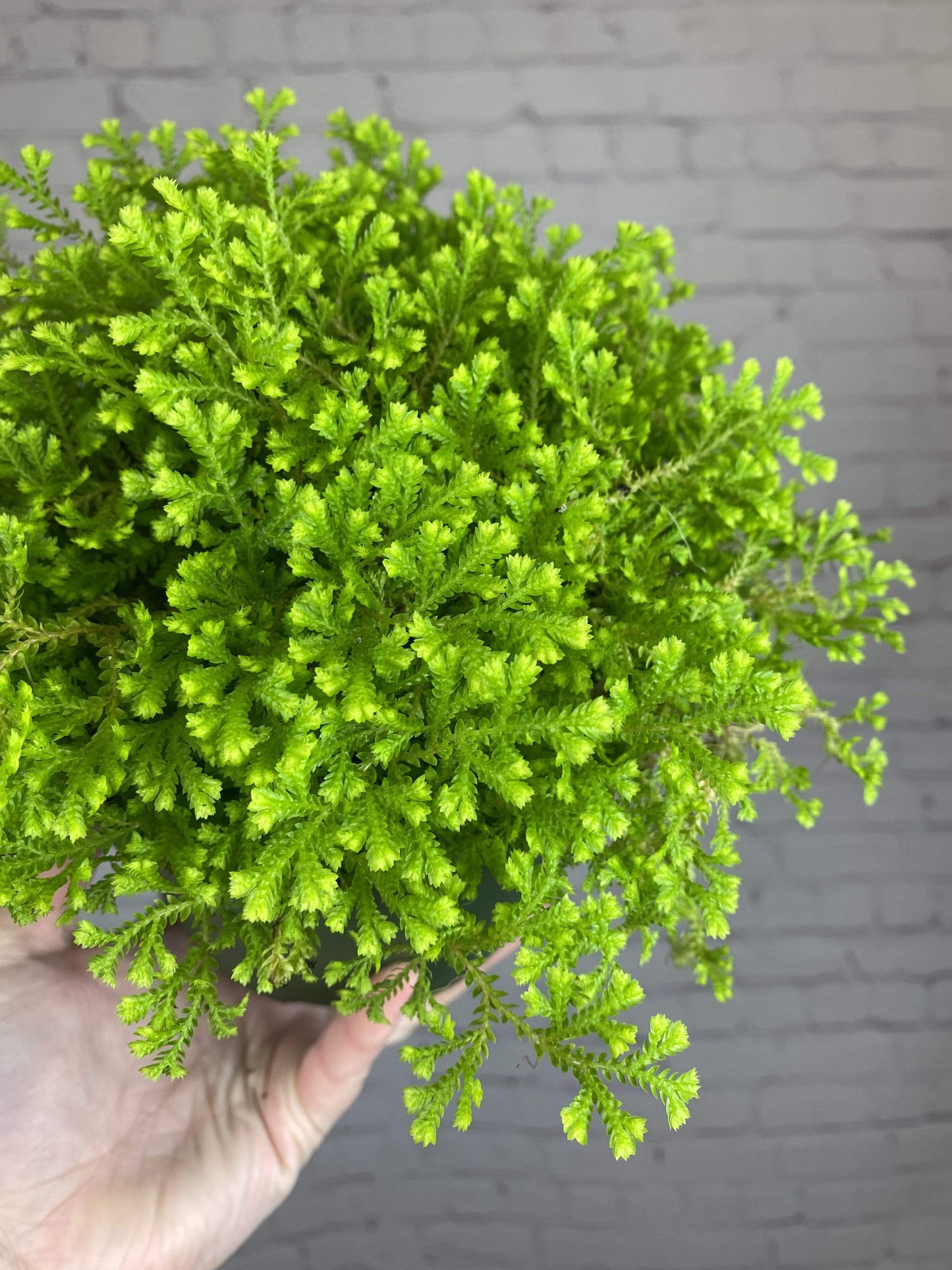 Plant Goals Plant Shop 6" Golden Moss Fern