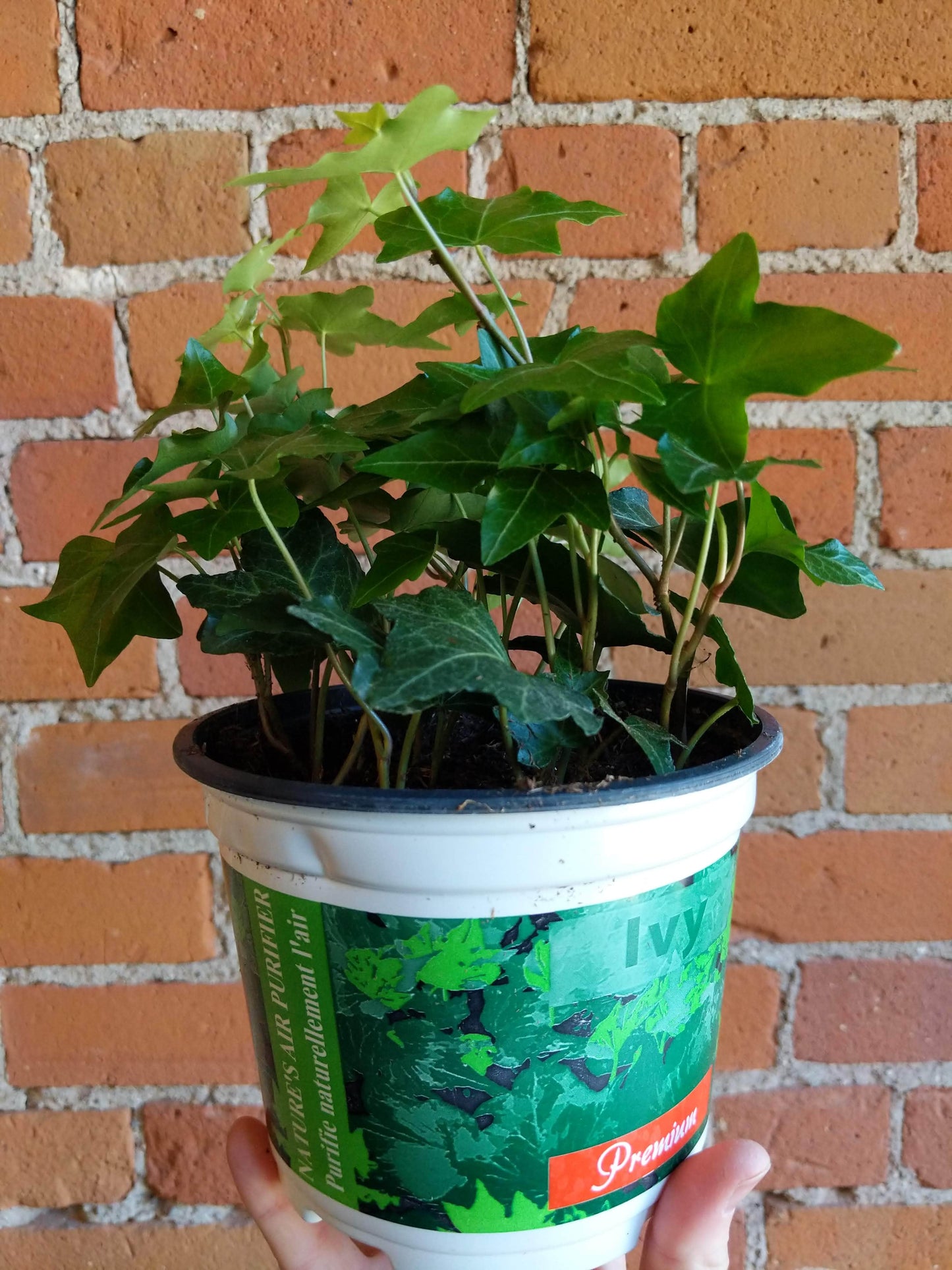 Plant Goals Plant Shop 6" Hedera Helix Pittsburgh