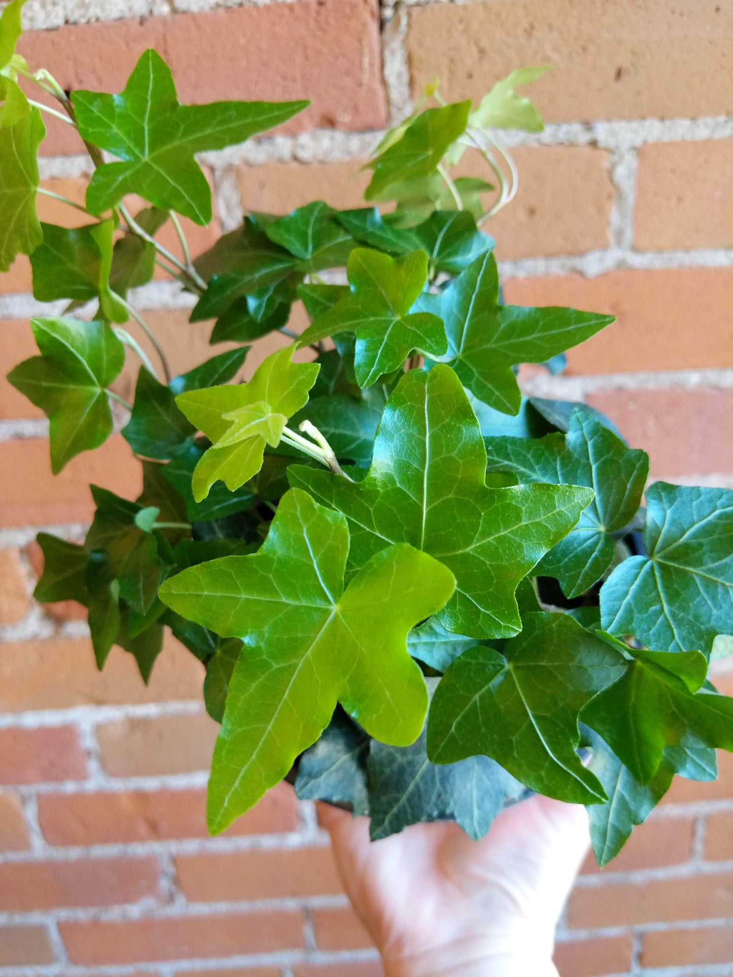 Plant Goals Plant Shop 6" Hedera Helix Pittsburgh