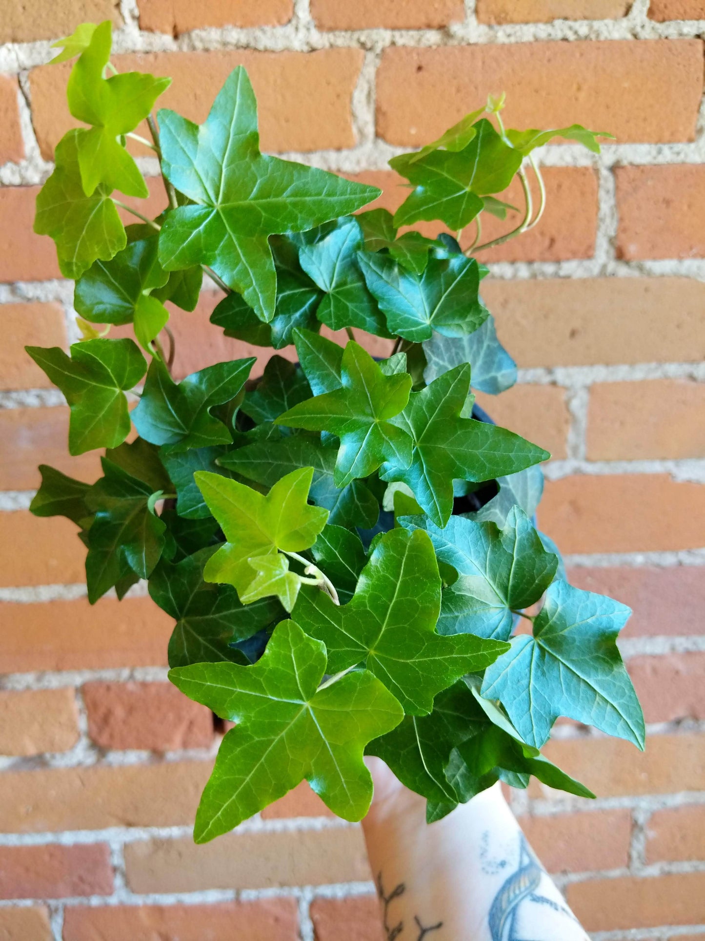 Plant Goals Plant Shop 6" Hedera Helix Pittsburgh