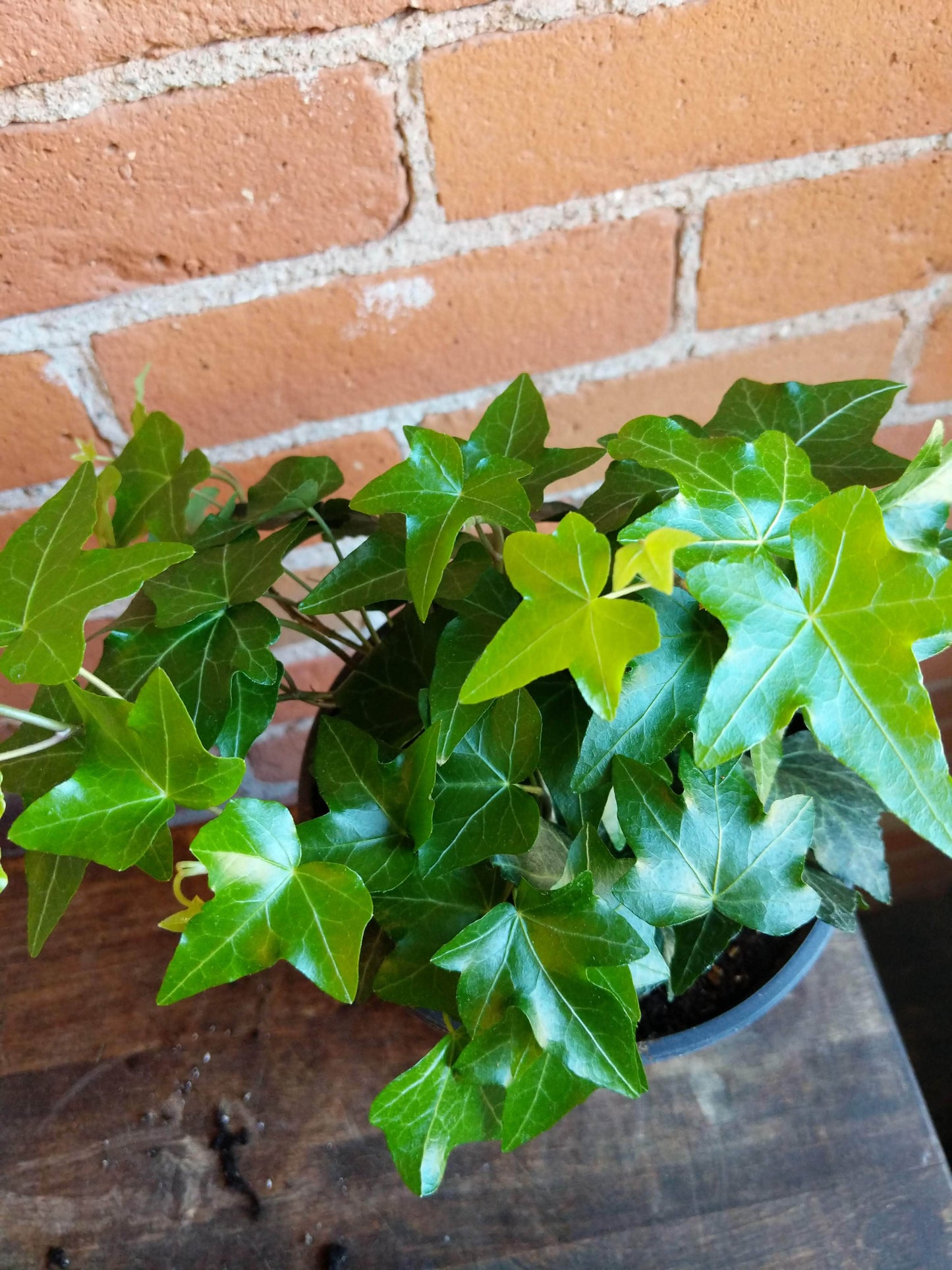 Plant Goals Plant Shop 6" Hedera Helix Pittsburgh