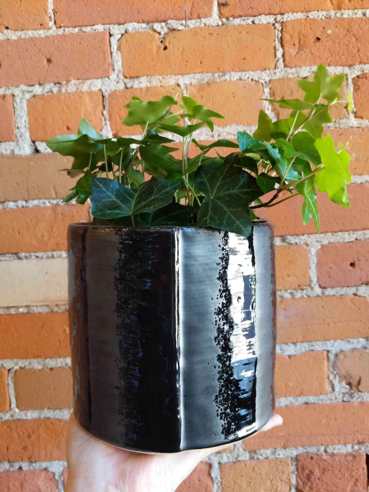 Plant Goals Plant Shop 6" Hedera Helix Pittsburgh