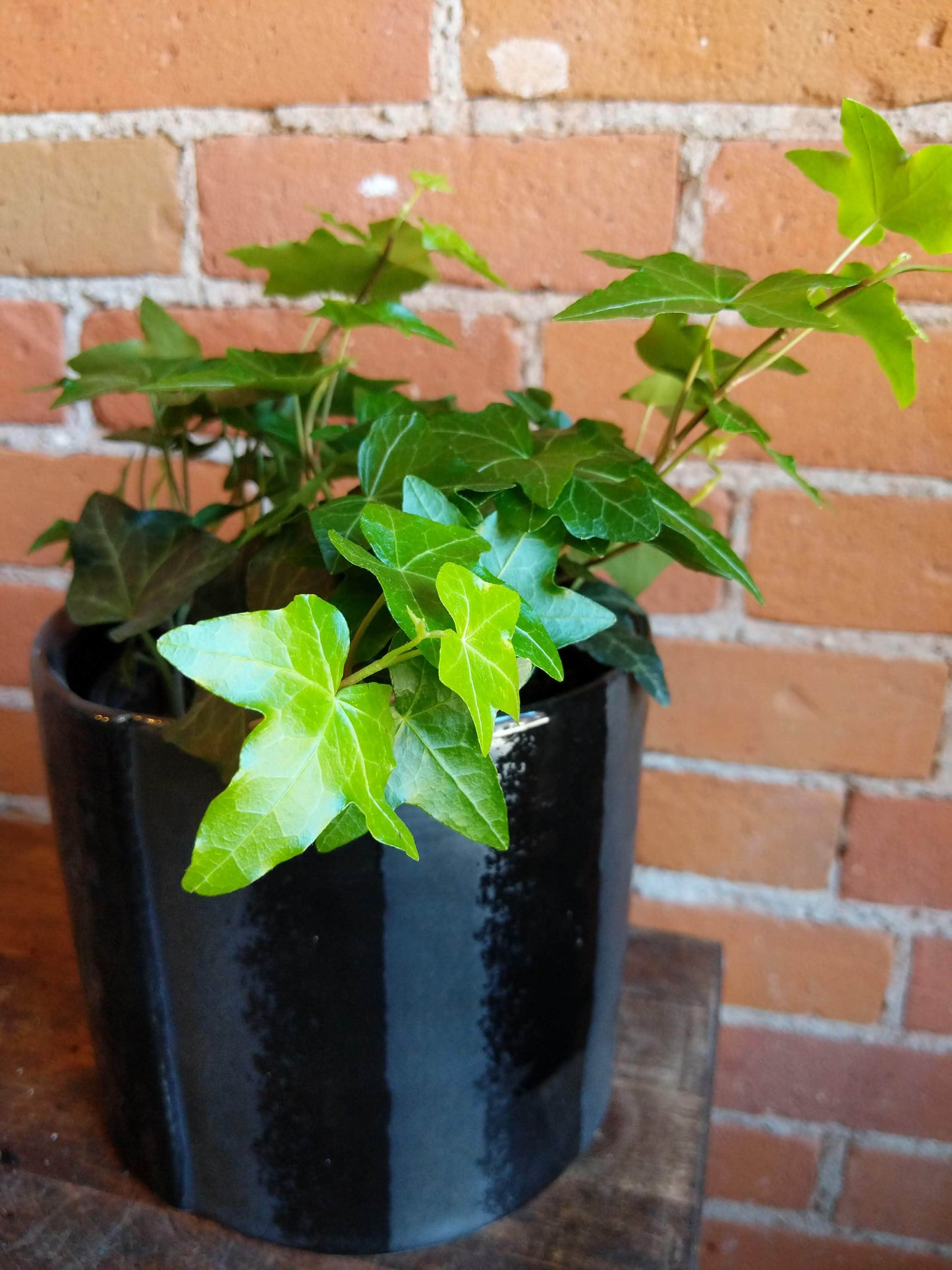 Plant Goals Plant Shop 6" Hedera Helix Pittsburgh