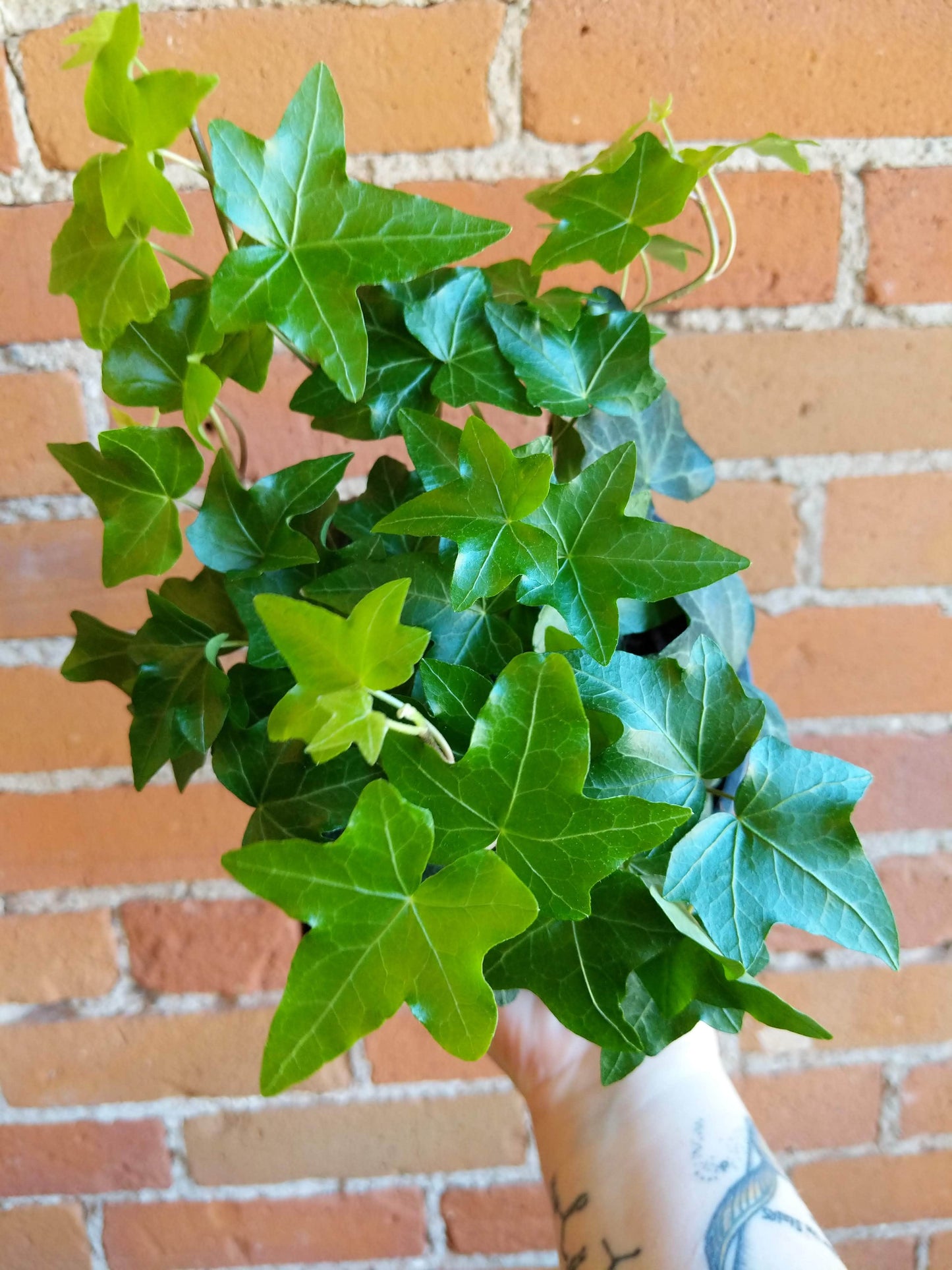 Plant Goals Plant Shop 6" Hedera Helix Pittsburgh