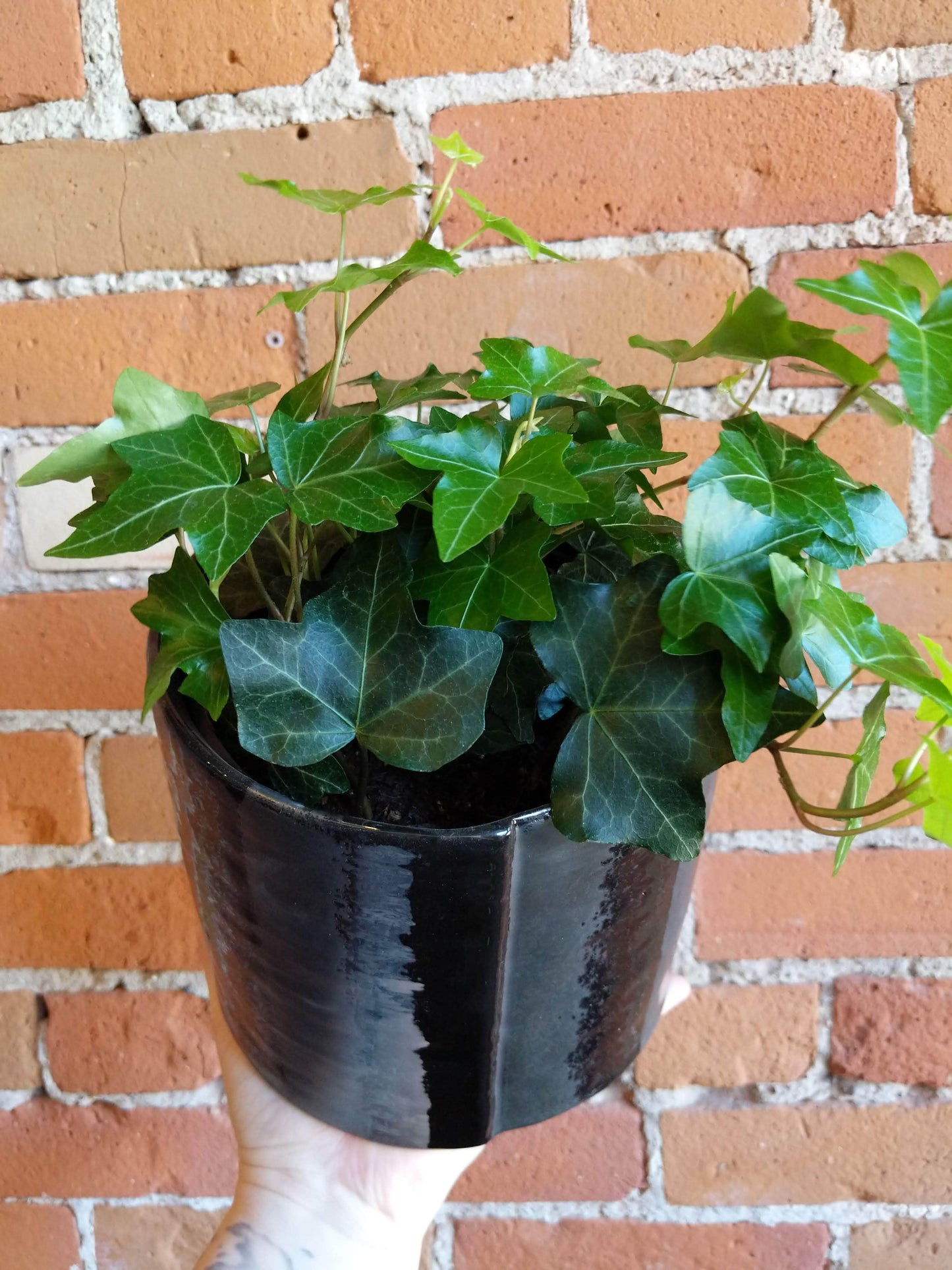 Plant Goals Plant Shop 6" Hedera Helix Pittsburgh
