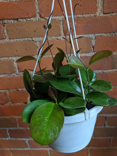 Plant Goals Plant Shop 6" Hoya Australis Hanging Basket