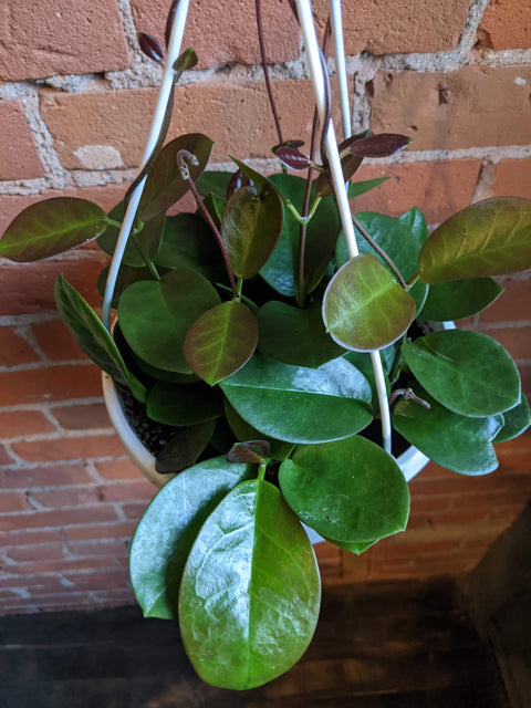 Plant Goals Plant Shop 6" Hoya Australis Hanging Basket