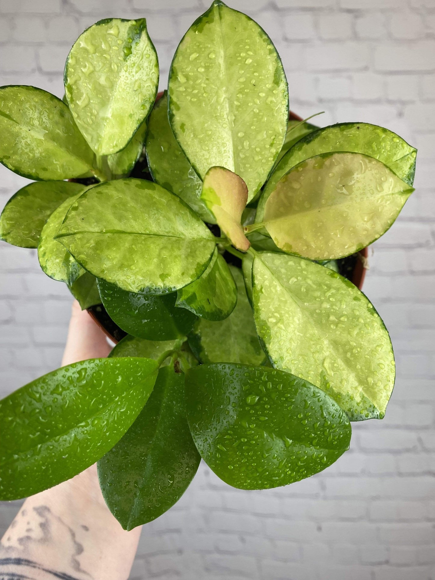 Plant Goals Plant Shop 6" Hoya Australis Lisa