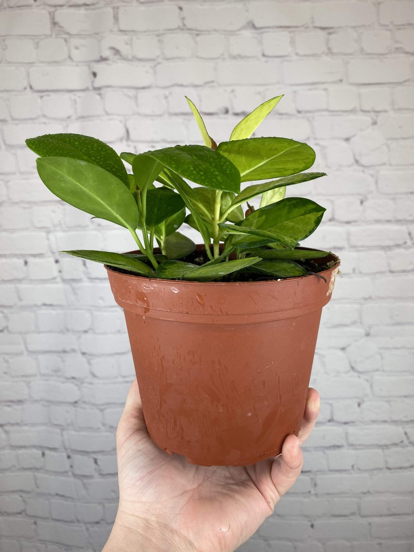 Plant Goals Plant Shop 6" Hoya Australis Lisa