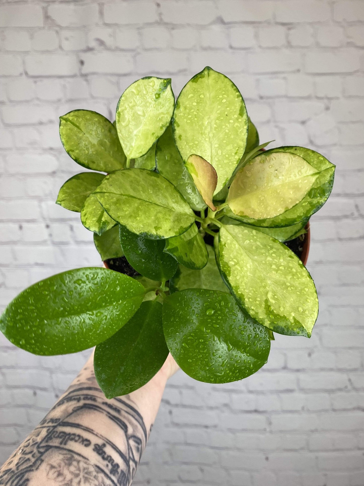 Plant Goals Plant Shop 6" Hoya Australis Lisa