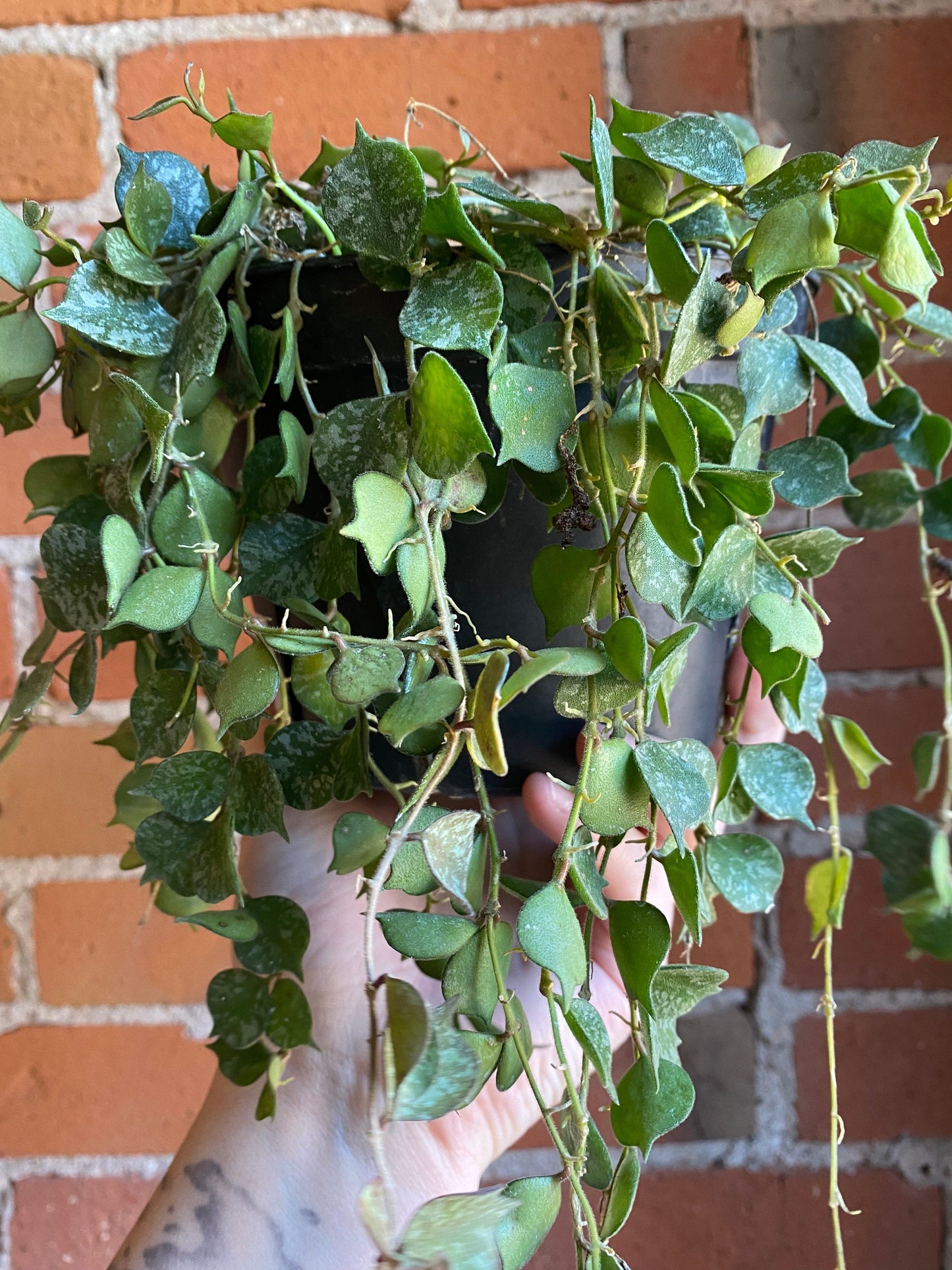 Plant Goals Plant Shop 6" Hoya Curtisii