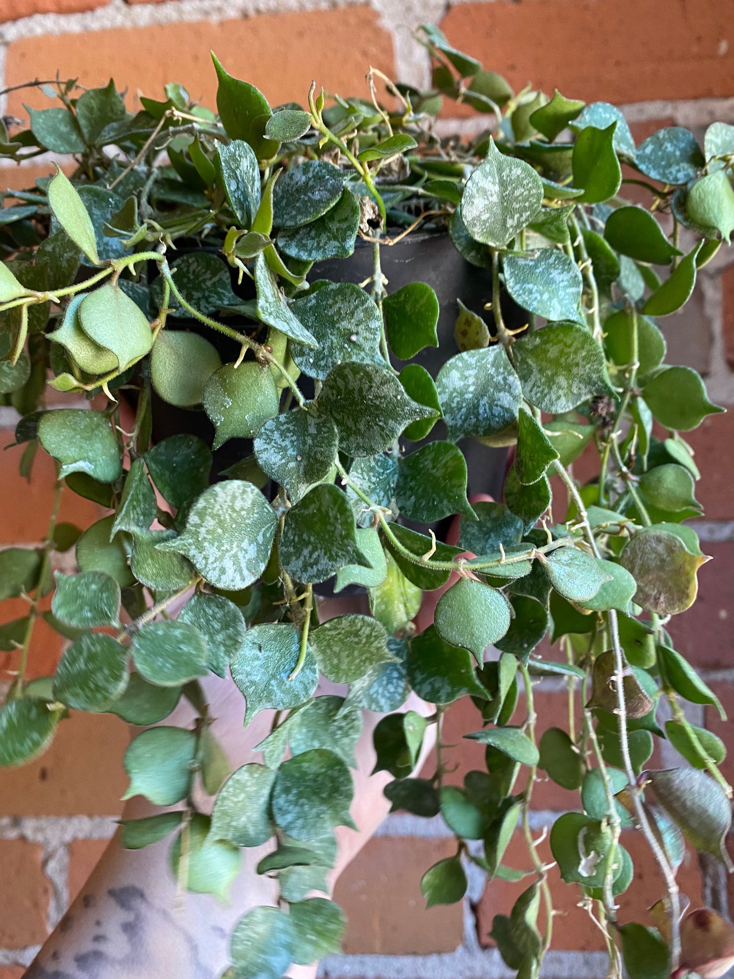 Plant Goals Plant Shop 6" Hoya Curtisii