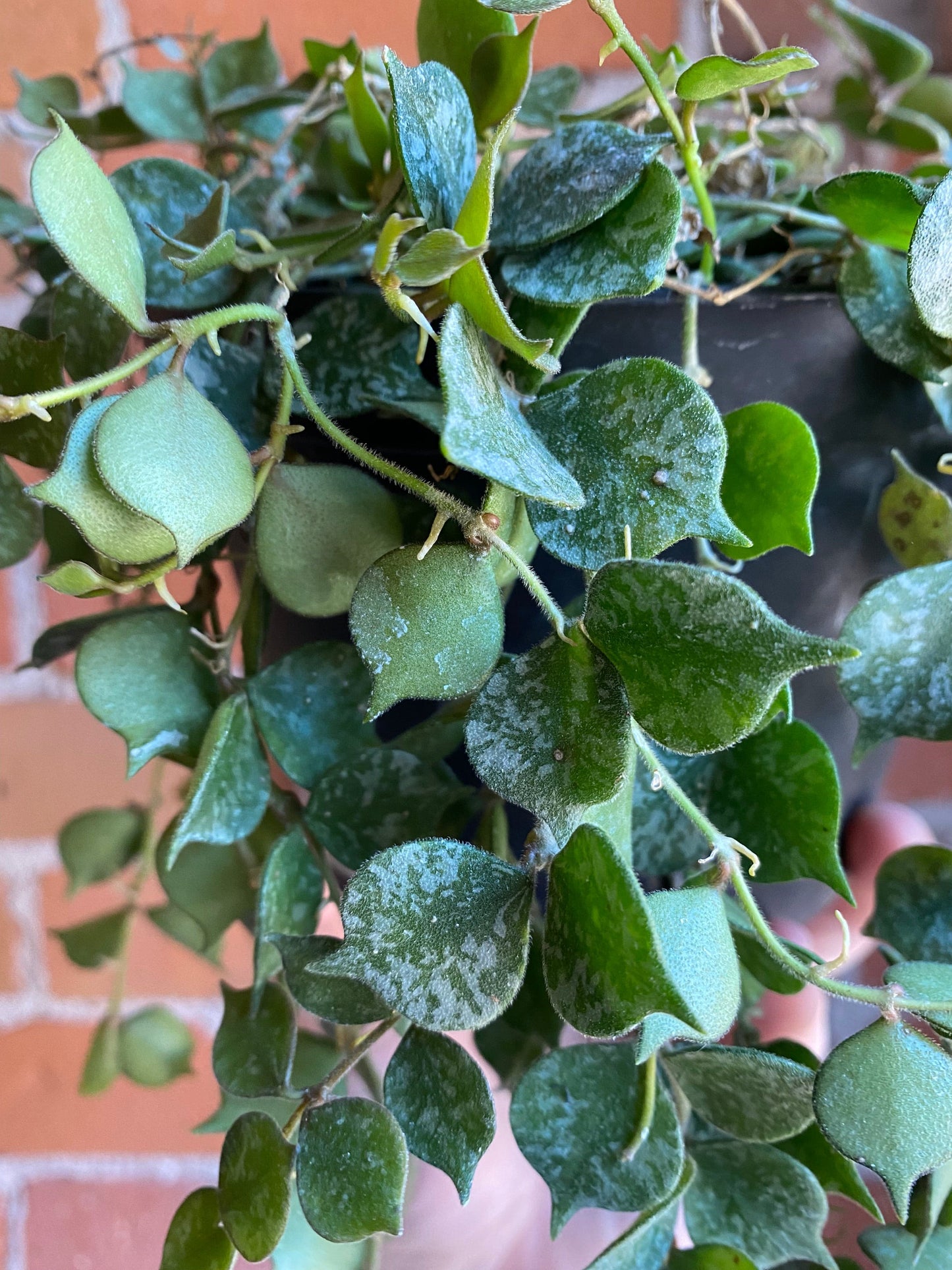 Plant Goals Plant Shop 6" Hoya Curtisii
