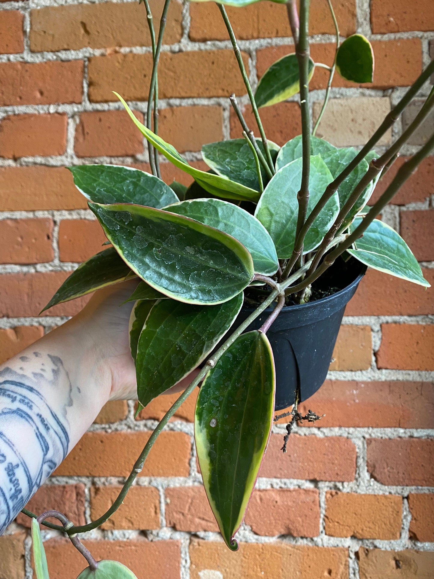 Plant Goals Plant Shop 6" Hoya Macrophylla Variegata