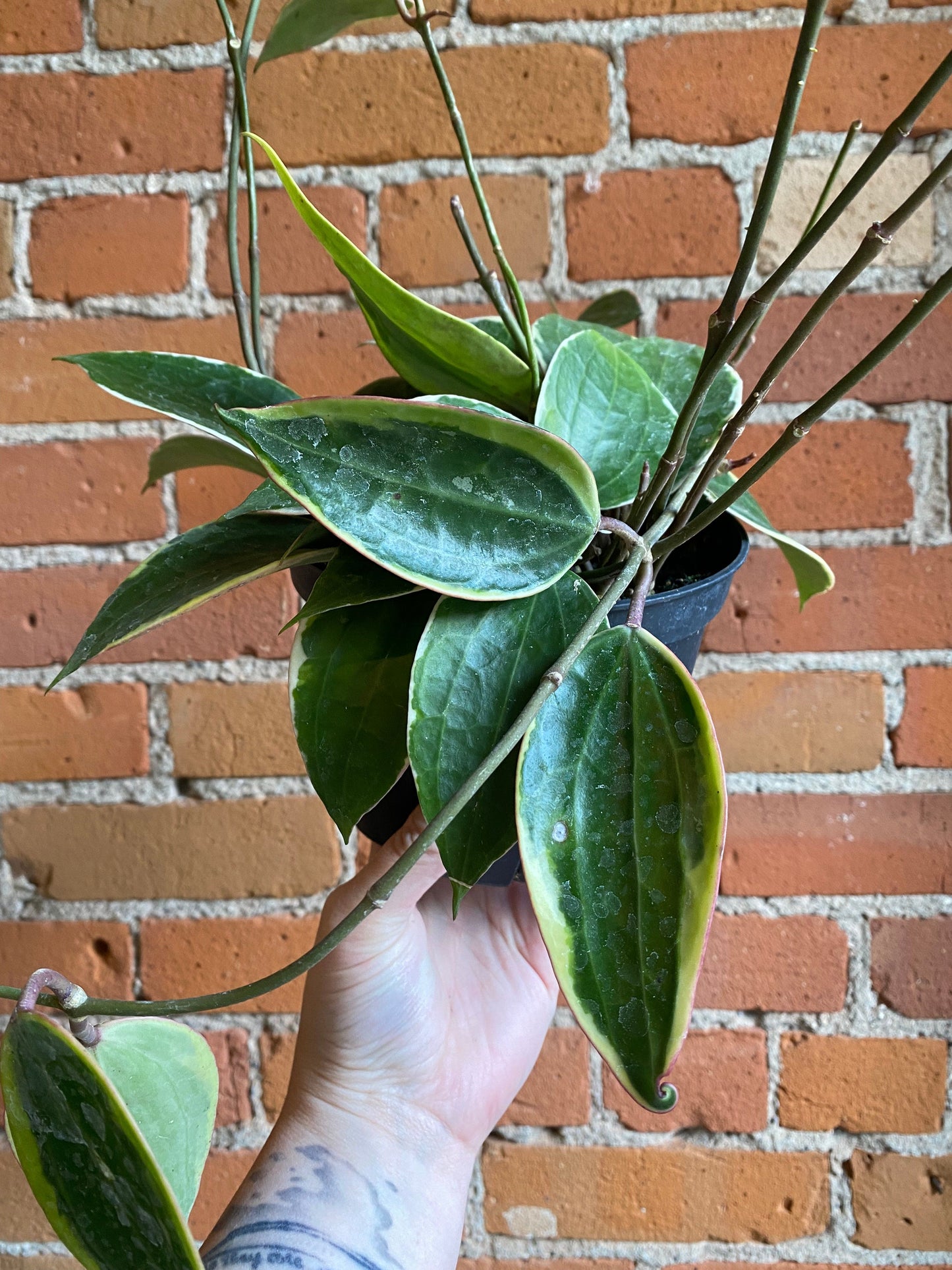 Plant Goals Plant Shop 6" Hoya Macrophylla Variegata