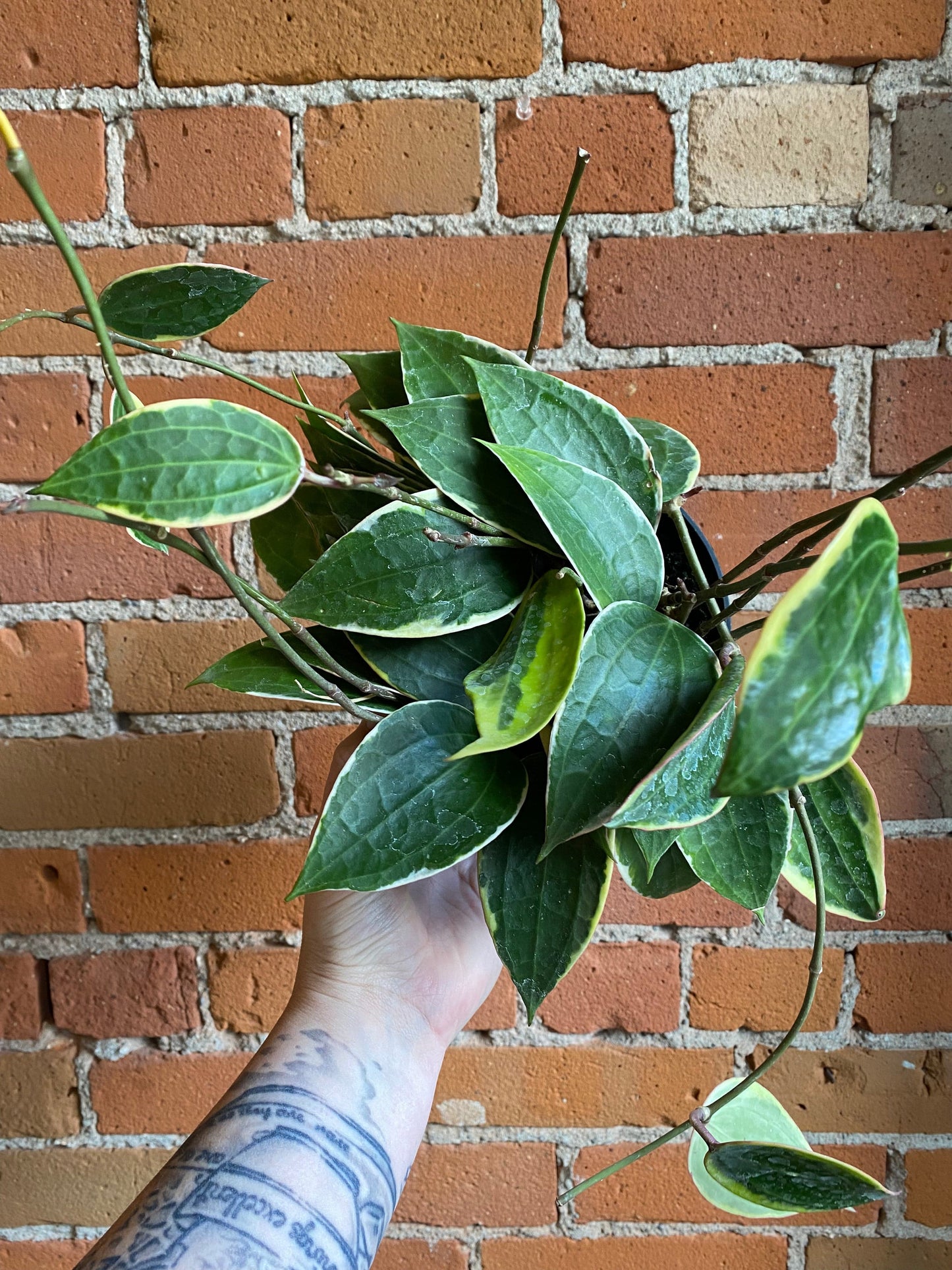 Plant Goals Plant Shop 6" Hoya Macrophylla Variegata