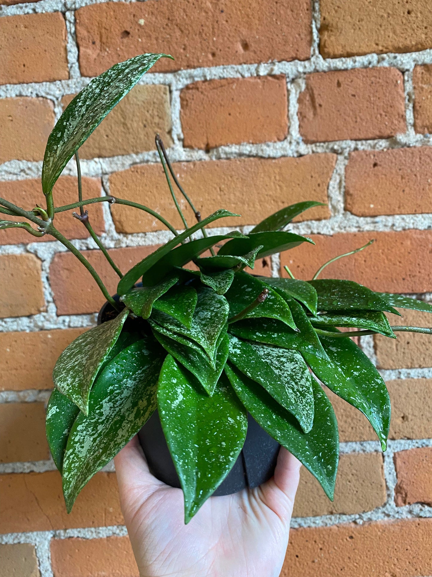 Plant Goals Plant Shop 6" Hoya Pubicalyx
