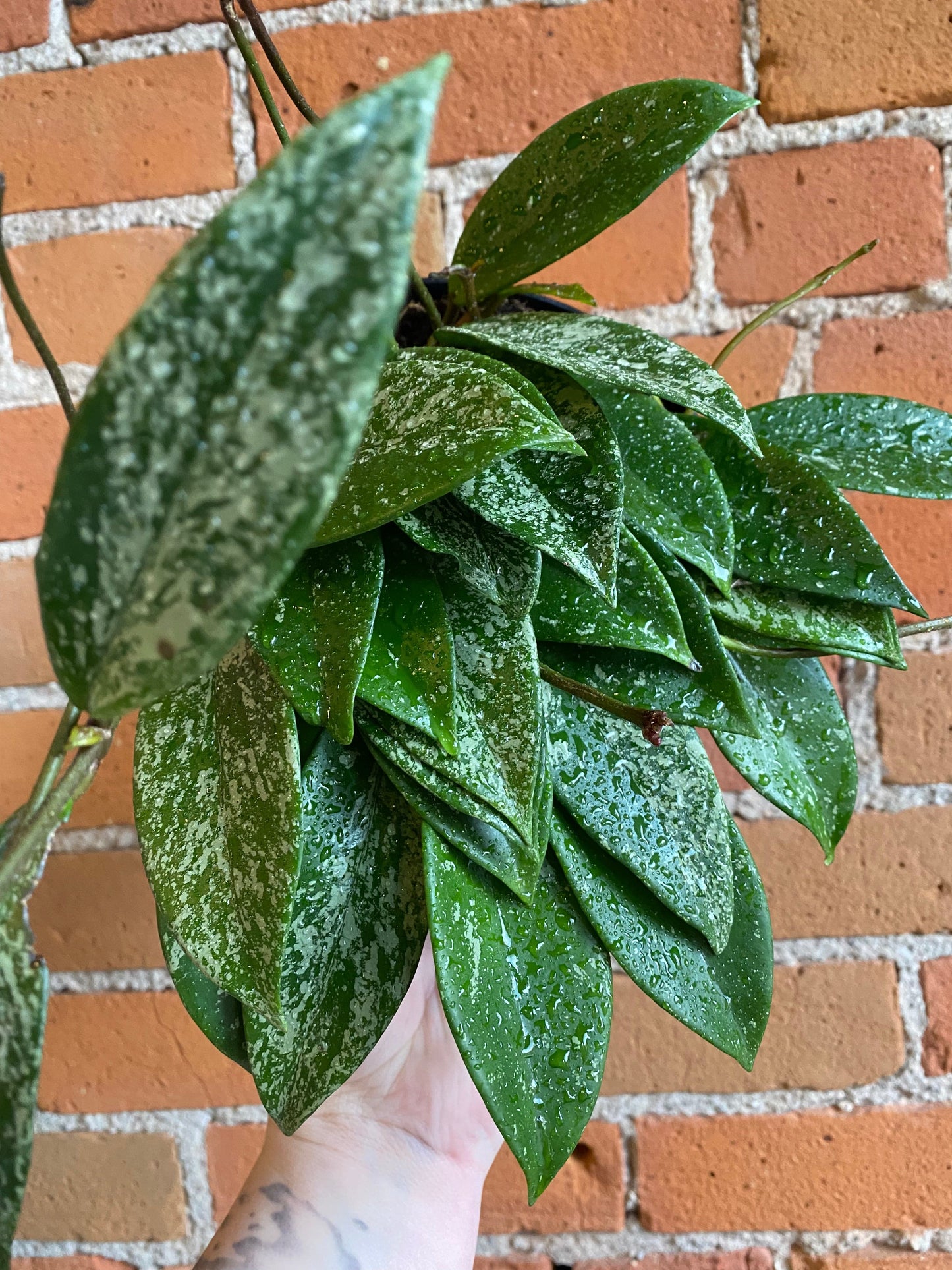 Plant Goals Plant Shop 6" Hoya Pubicalyx